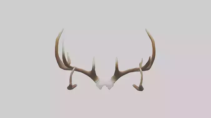 Deer Antlers Model