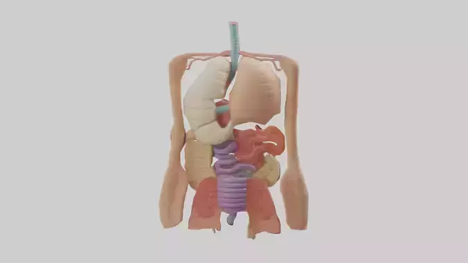 Digestive System Model