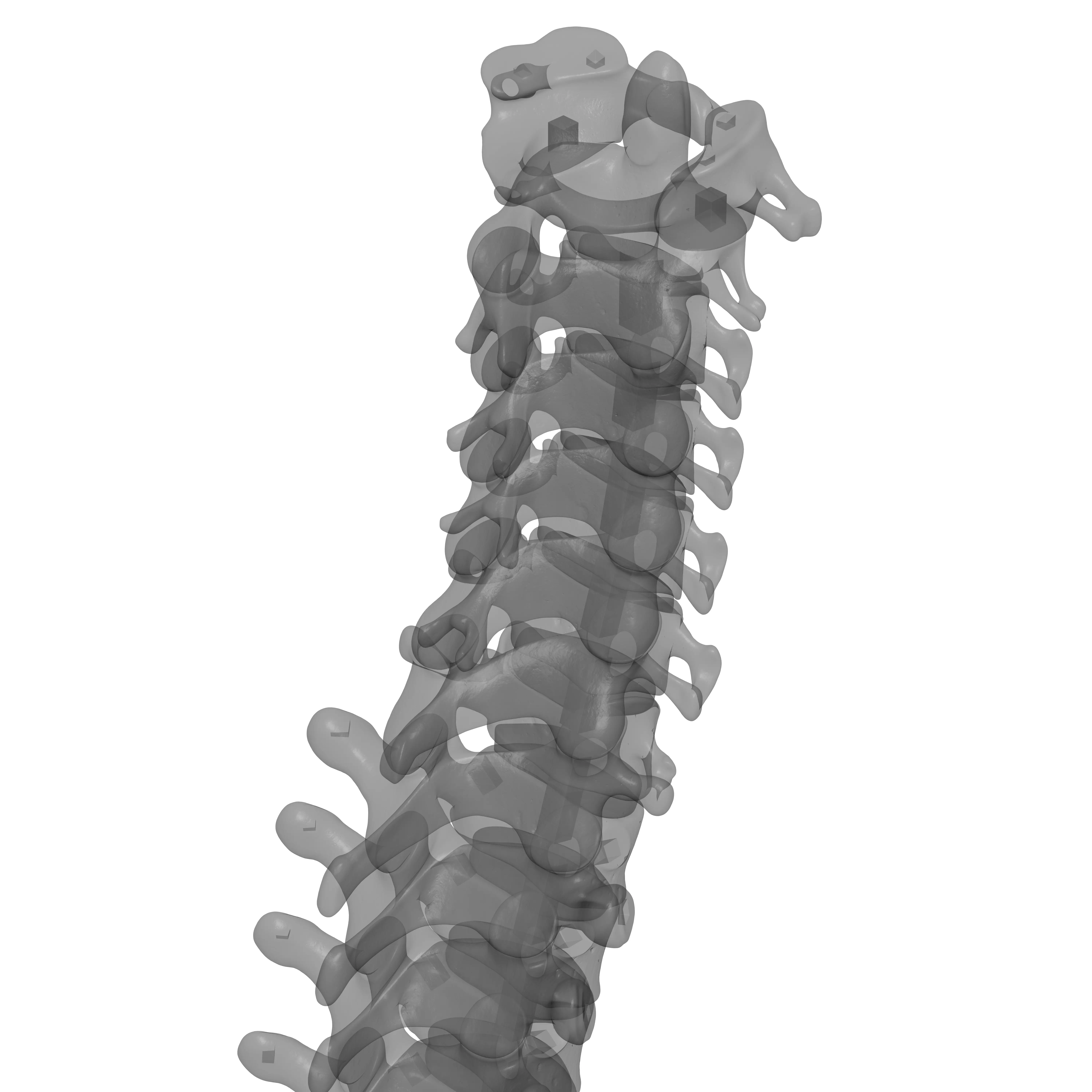 Human Spine - Vertebral Column 3D print model_31