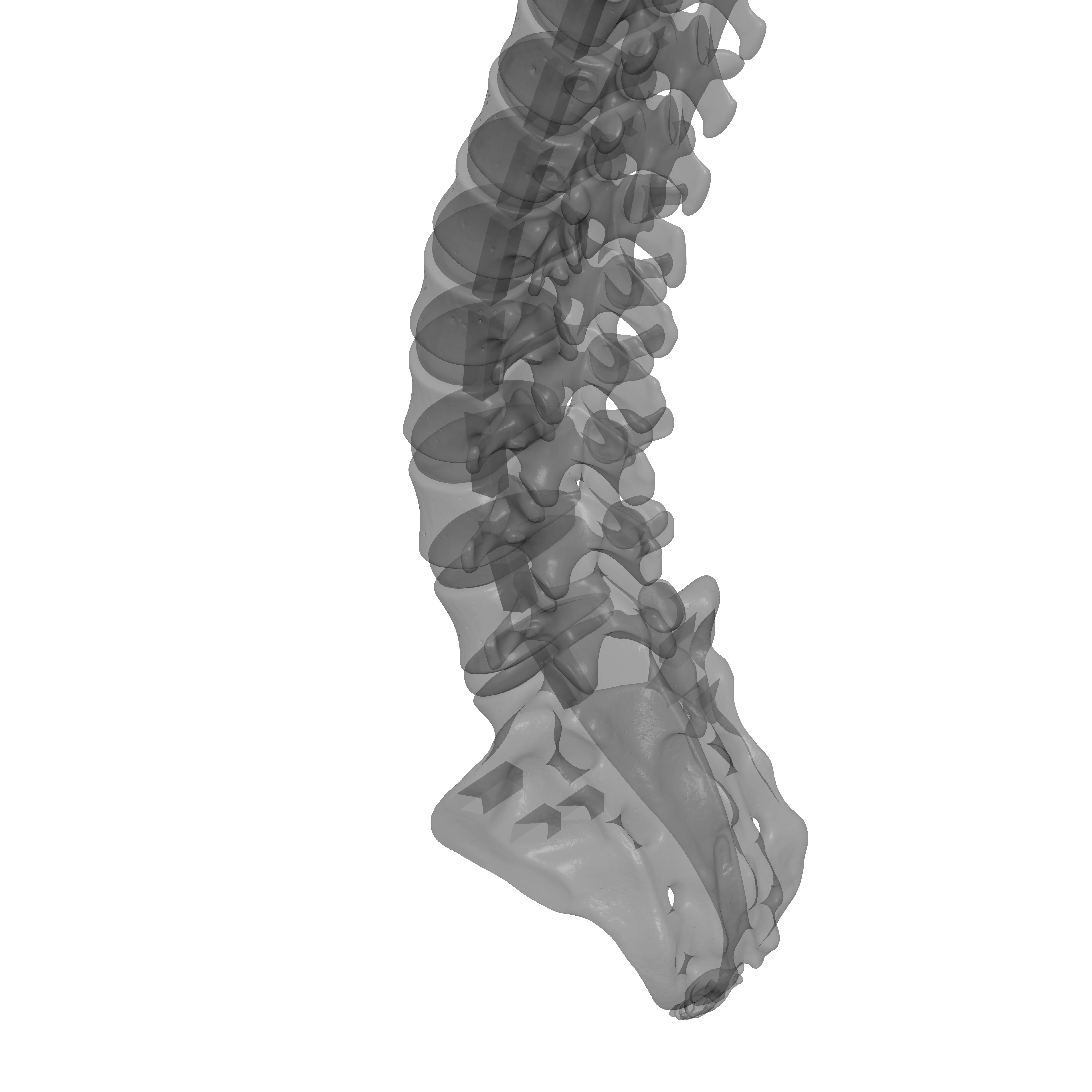 Human Spine - Vertebral Column 3D print model_26