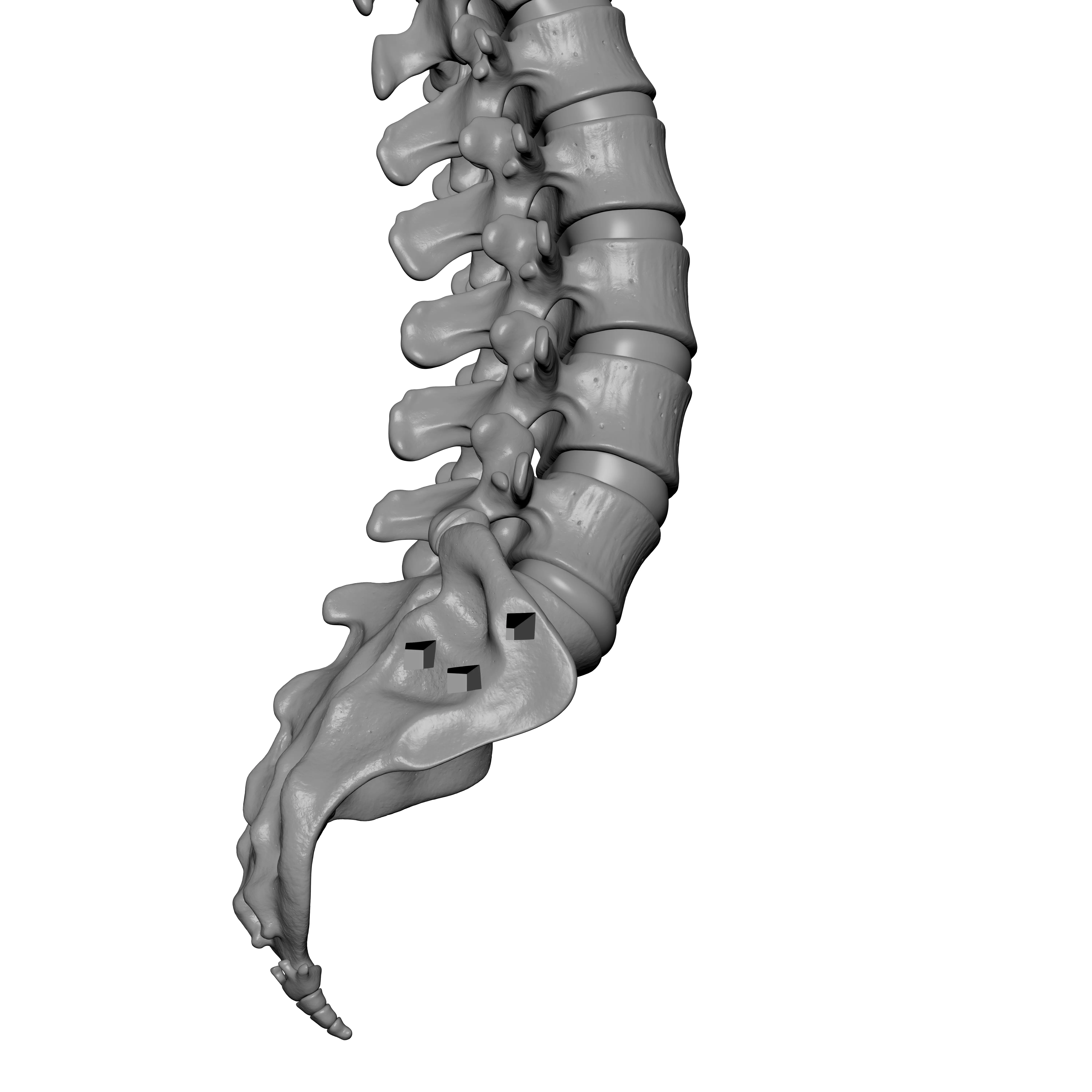 Human Spine - Vertebral Column 3D print model_10
