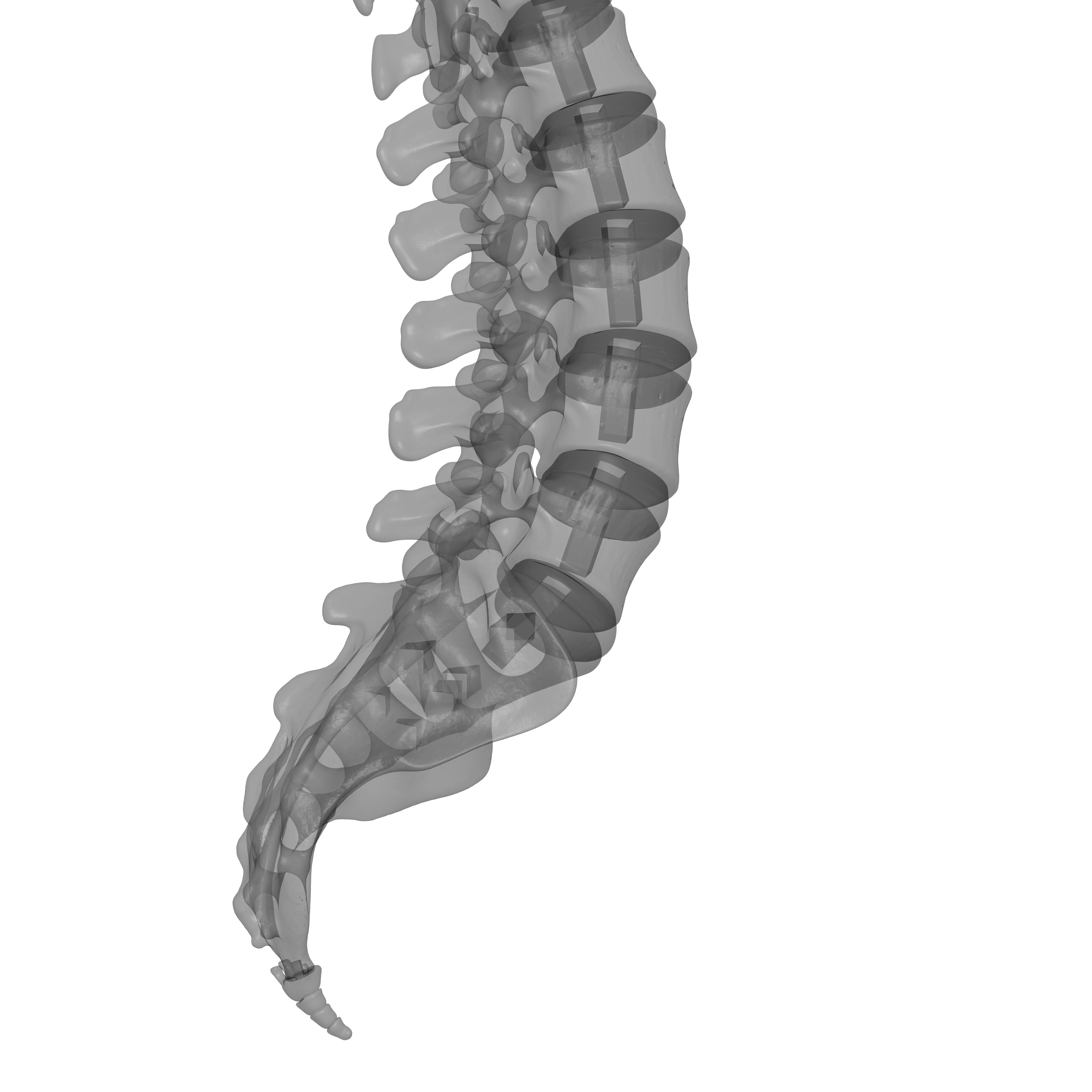Human Spine - Vertebral Column 3D print model_25