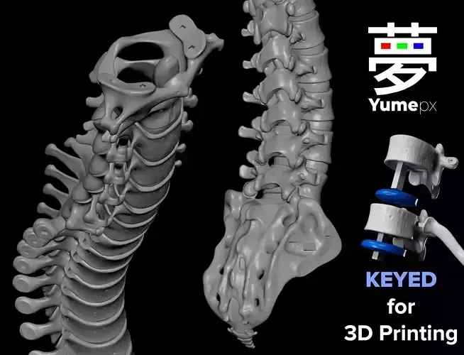 Human Spine - Vertebral Column 3D print model Human Spine - Vertebral Column 3D print model