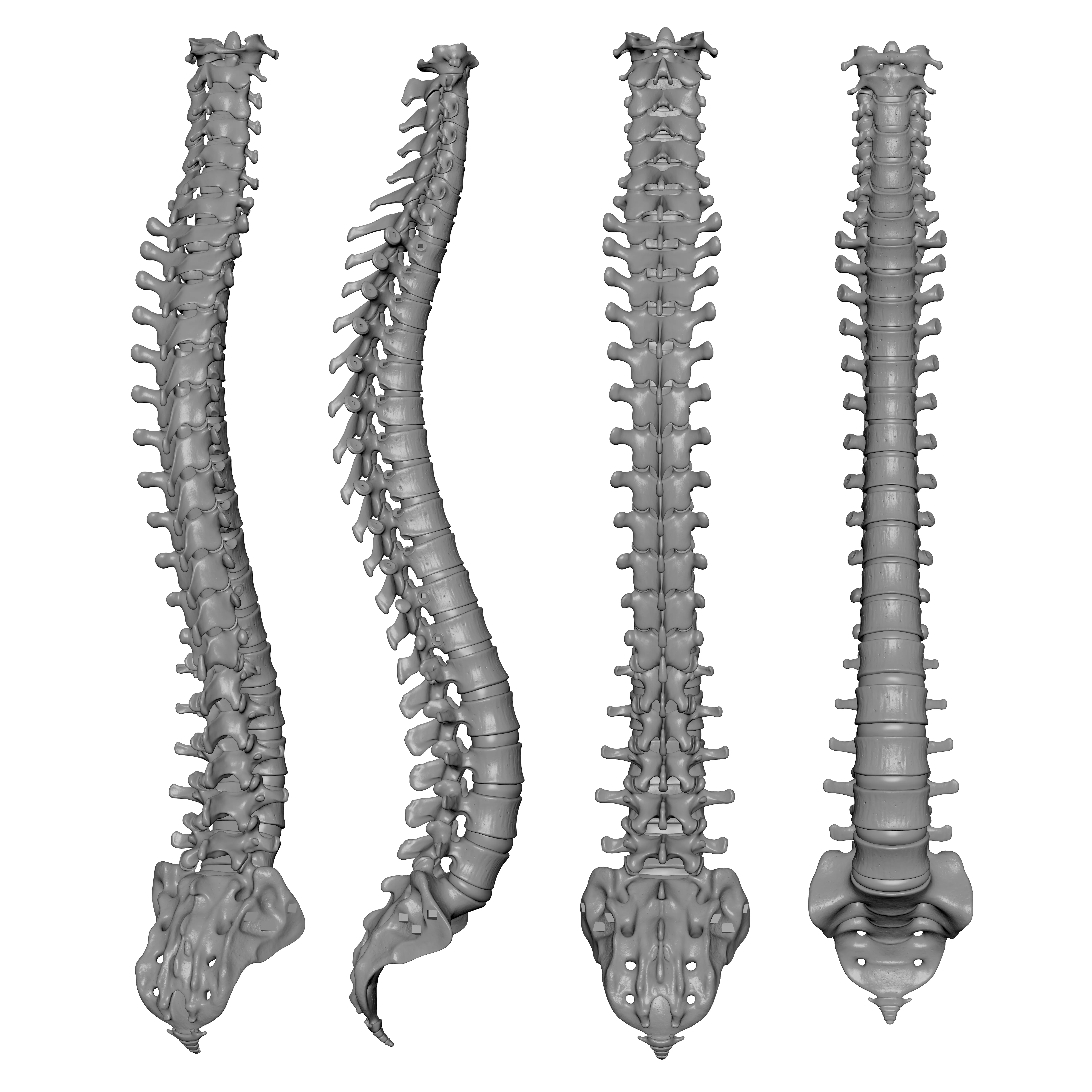 Human Spine - Vertebral Column 3D print model_1