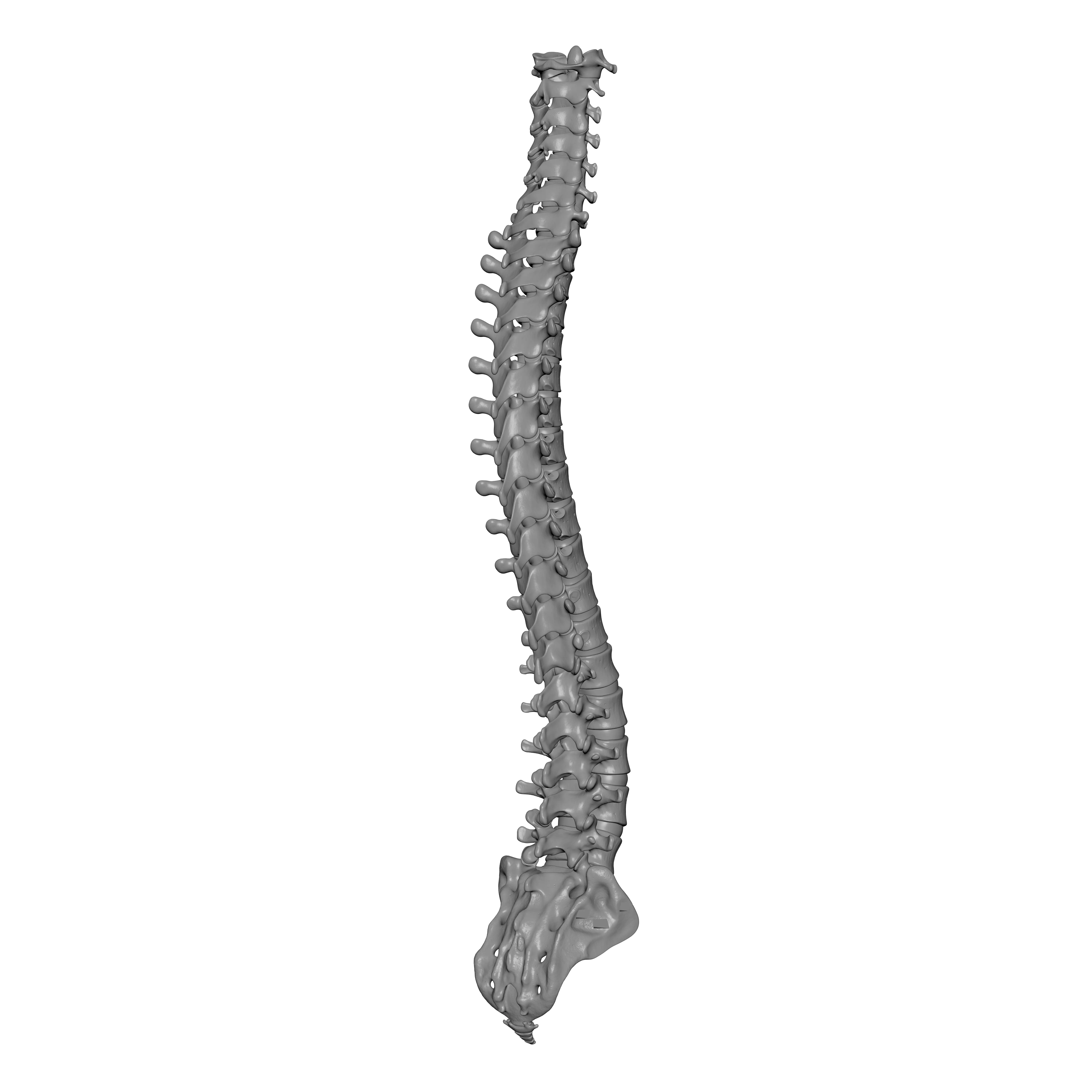 Human Spine - Vertebral Column 3D print model_7