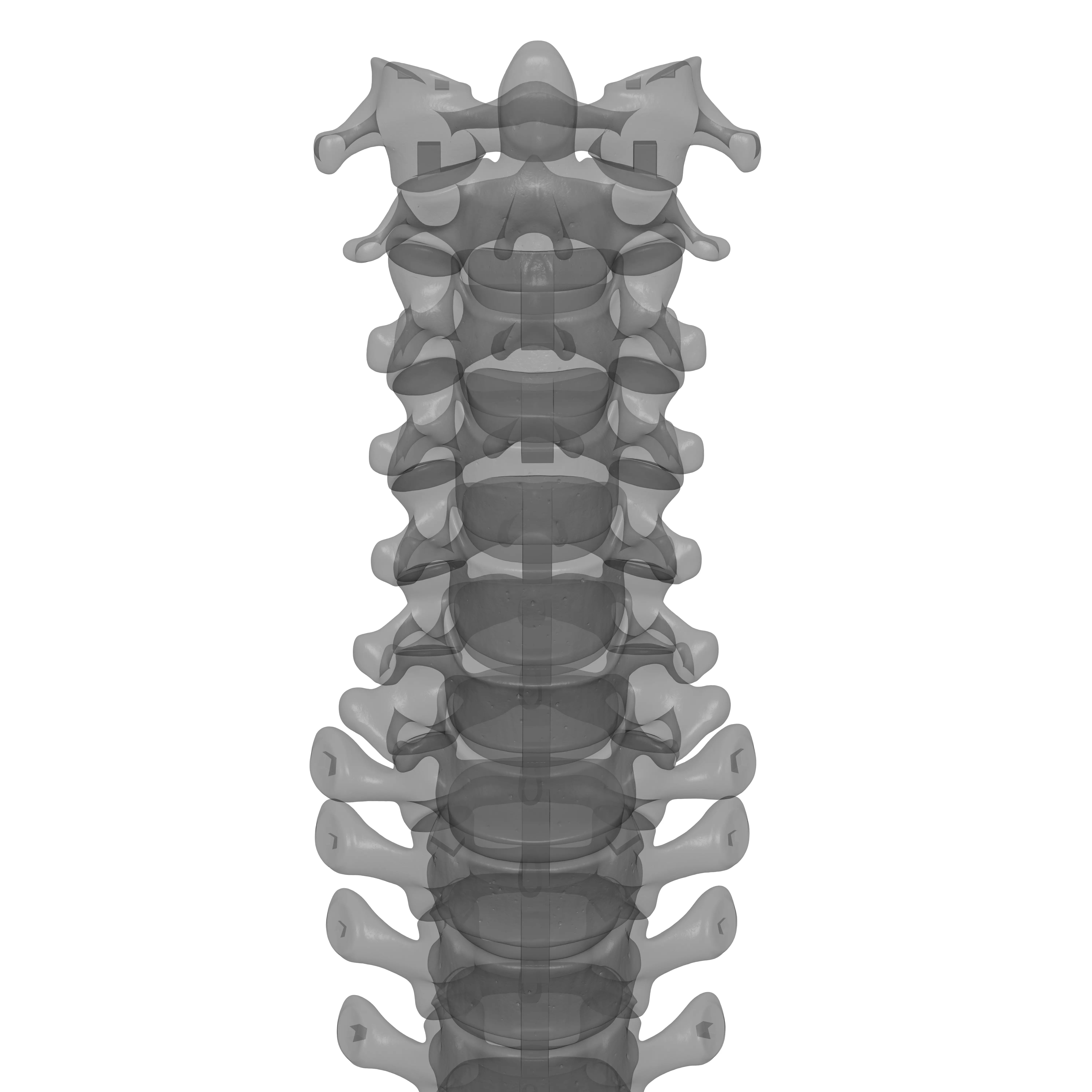 Human Spine - Vertebral Column 3D print model_30