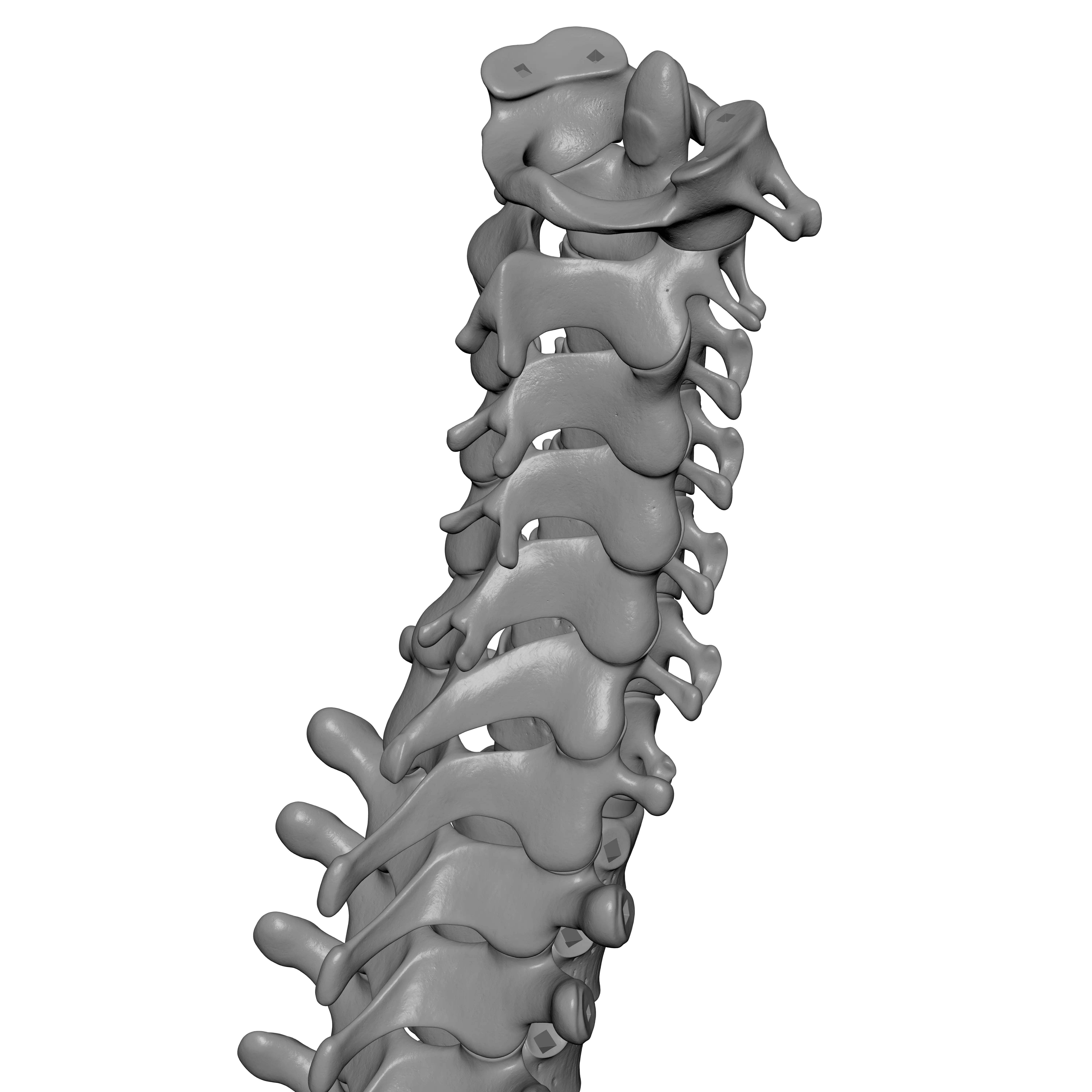 Human Spine - Vertebral Column 3D print model_16