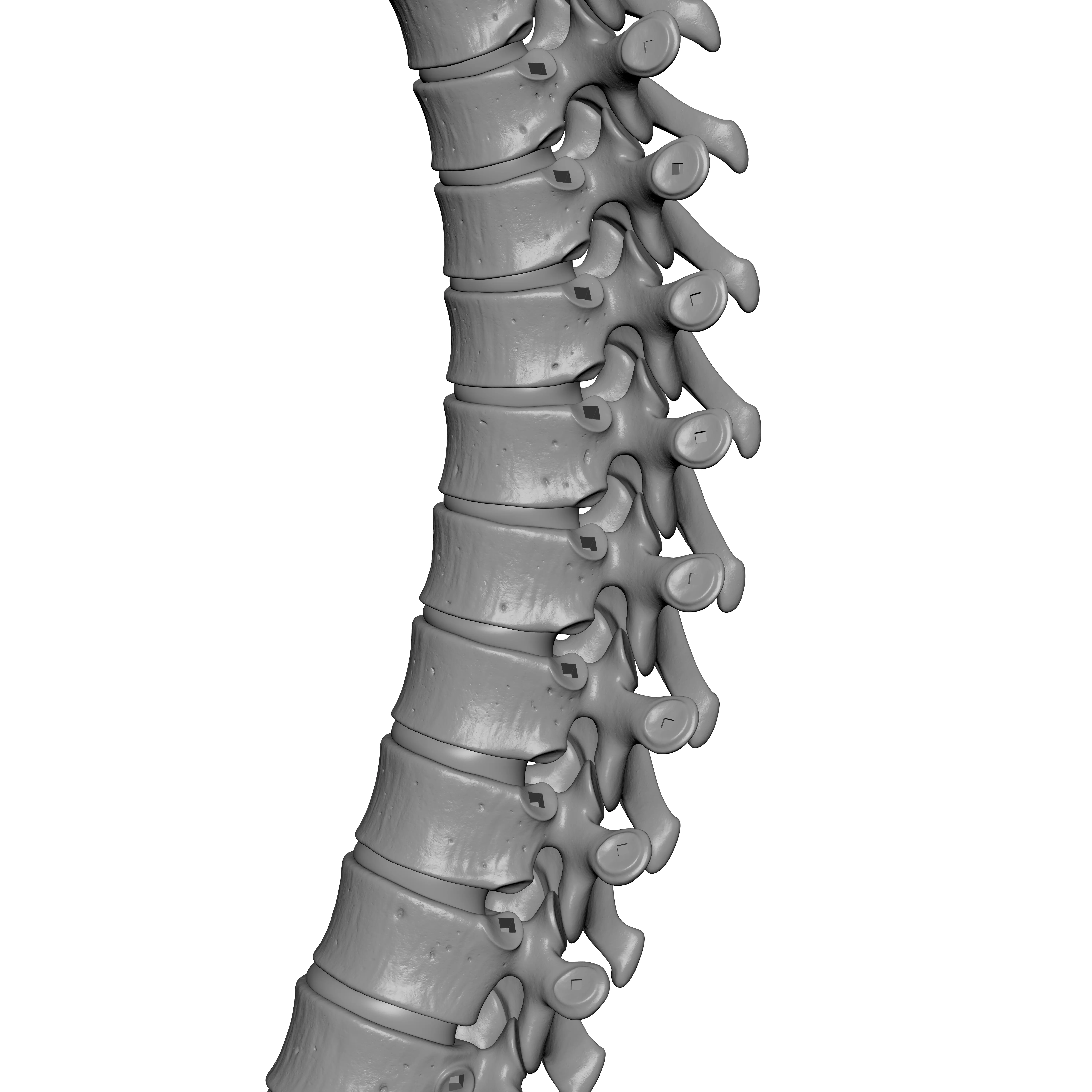 Human Spine - Vertebral Column 3D print model_9