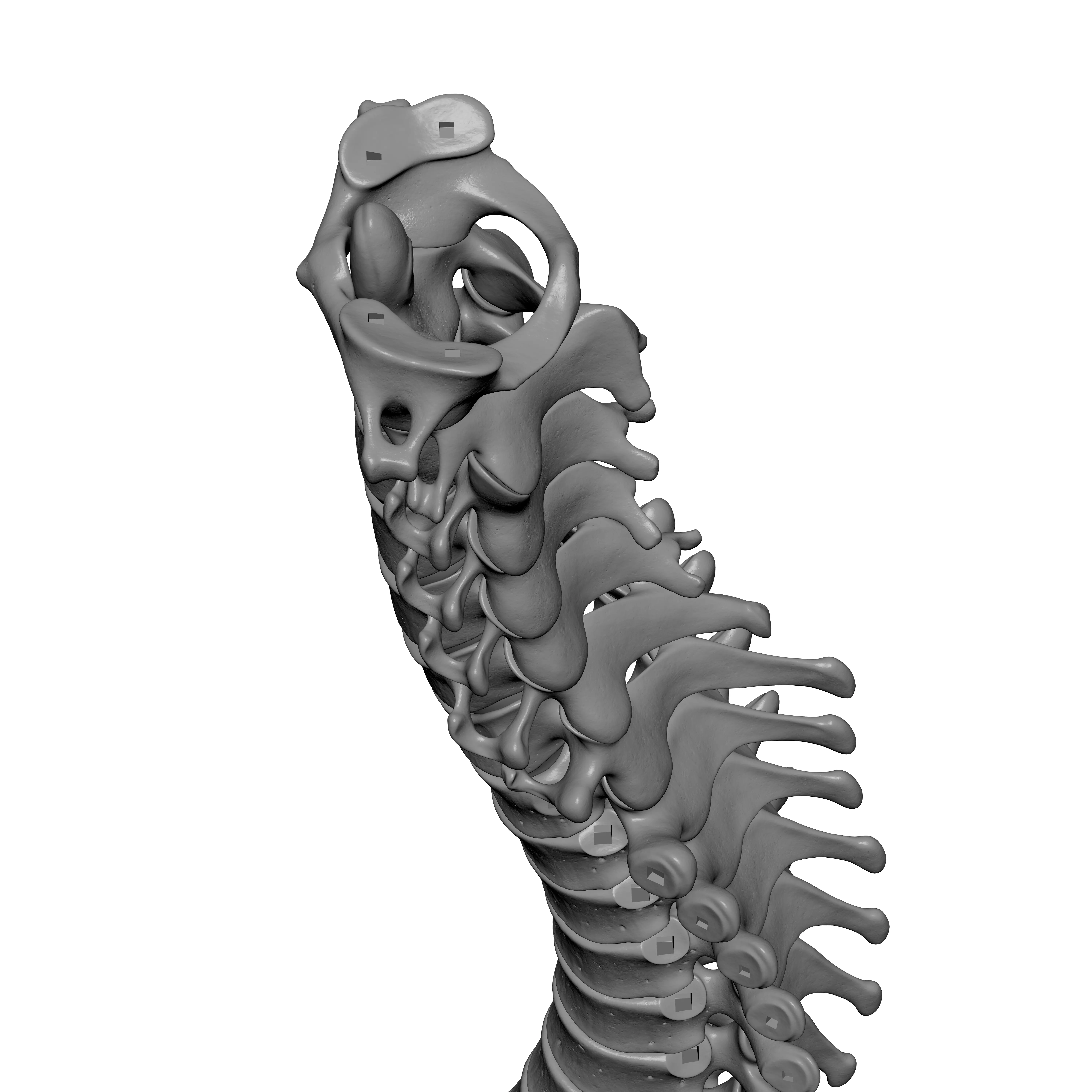 Human Spine - Vertebral Column 3D print model_14