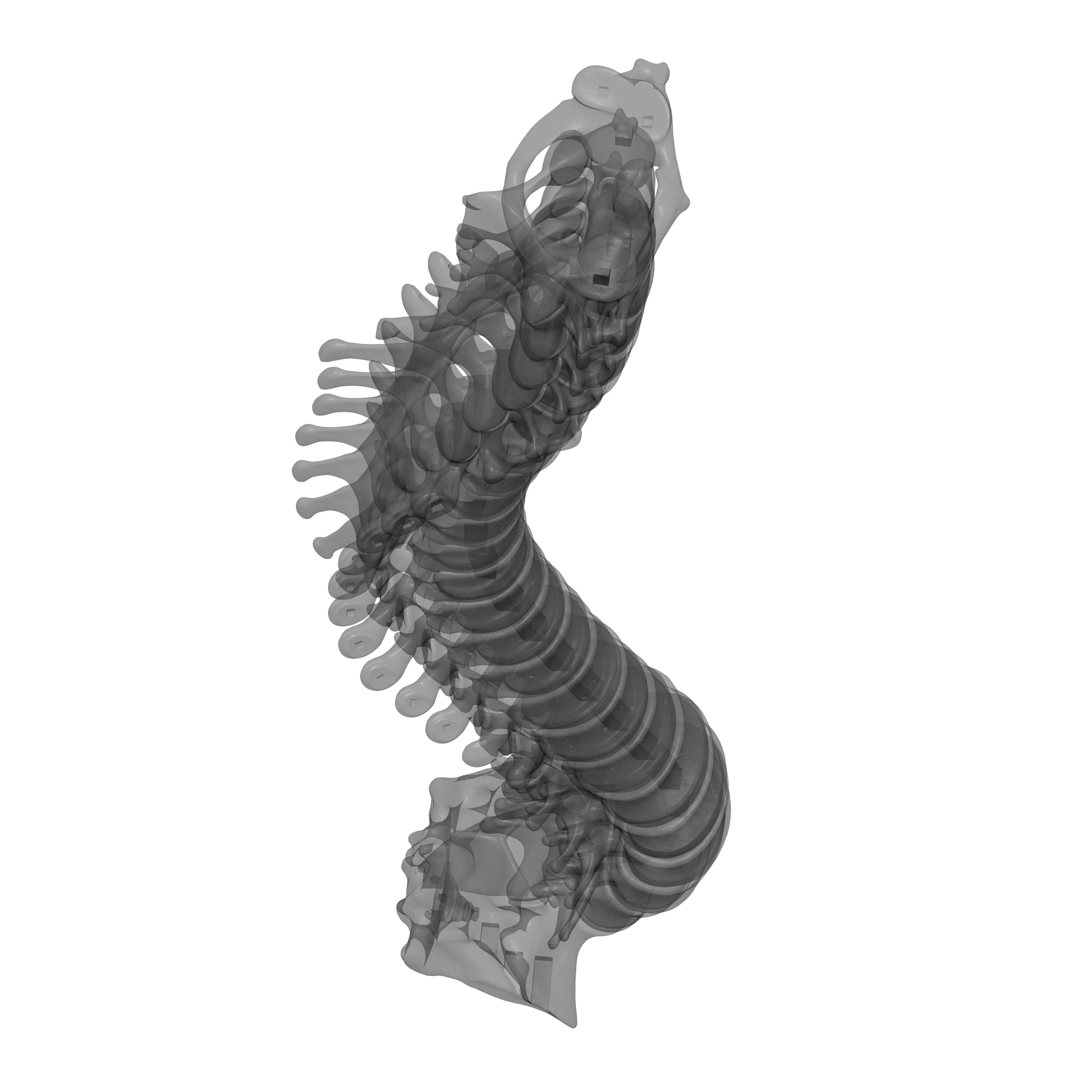 Human Spine - Vertebral Column 3D print model_23