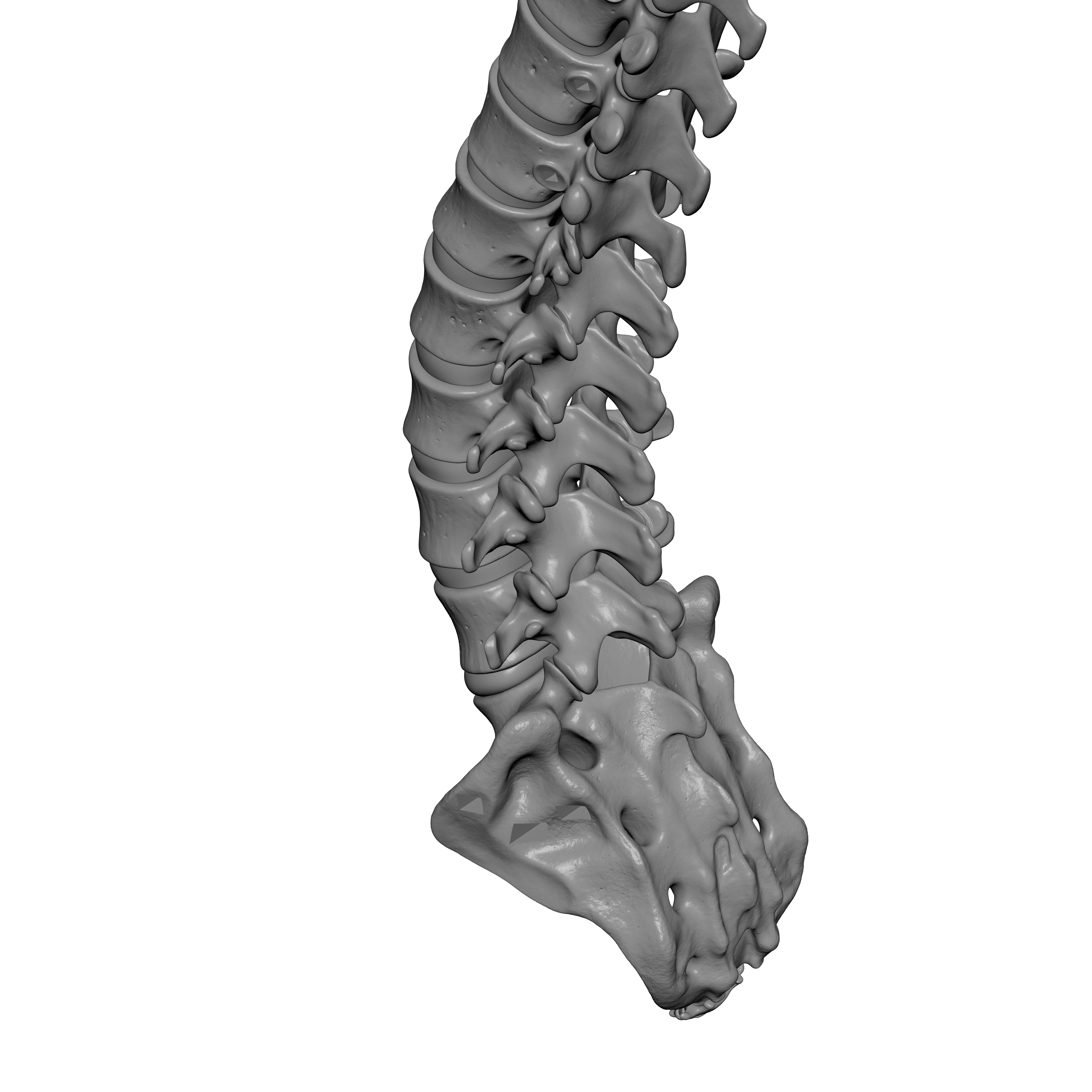 Human Spine - Vertebral Column 3D print model_11