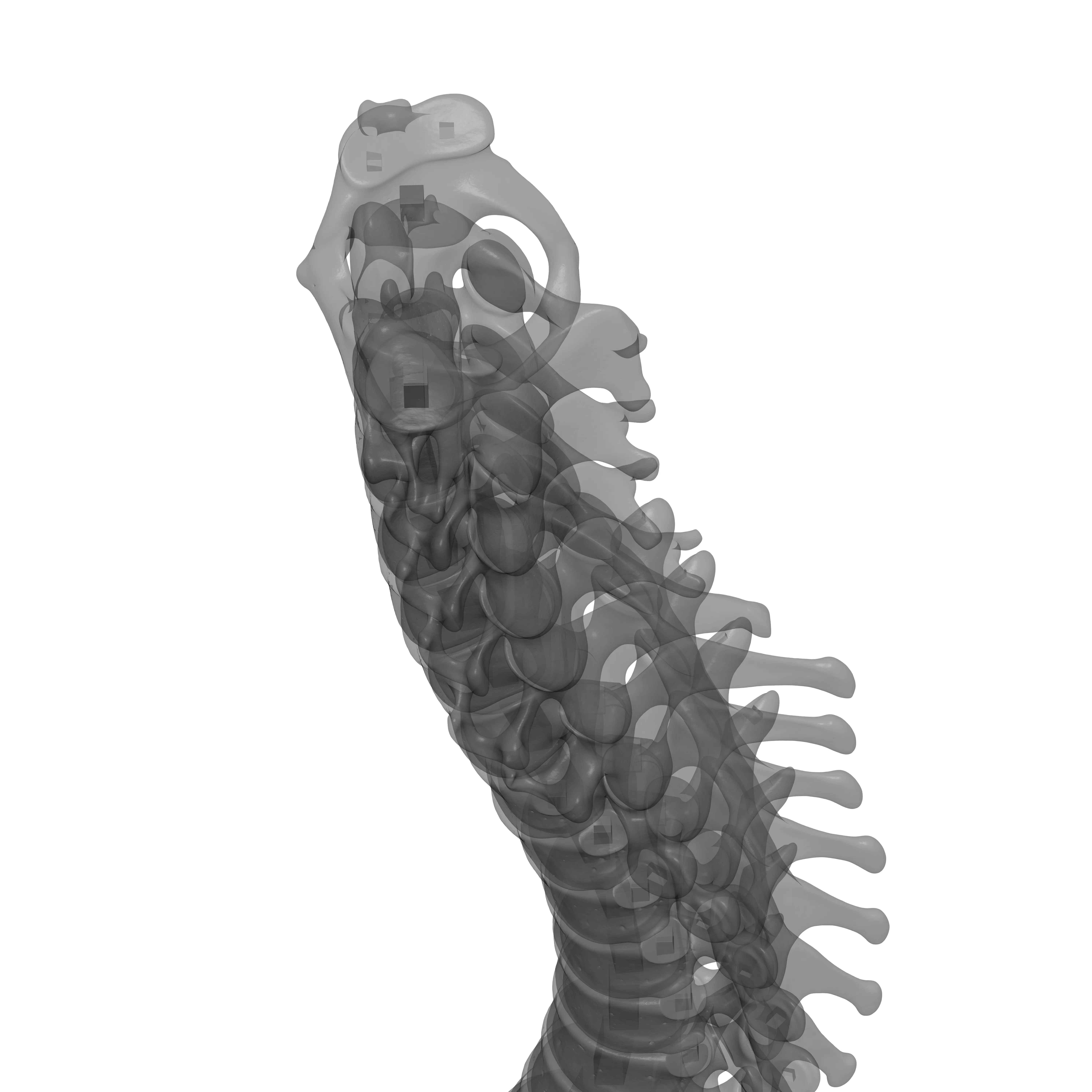 Human Spine - Vertebral Column 3D print model_29