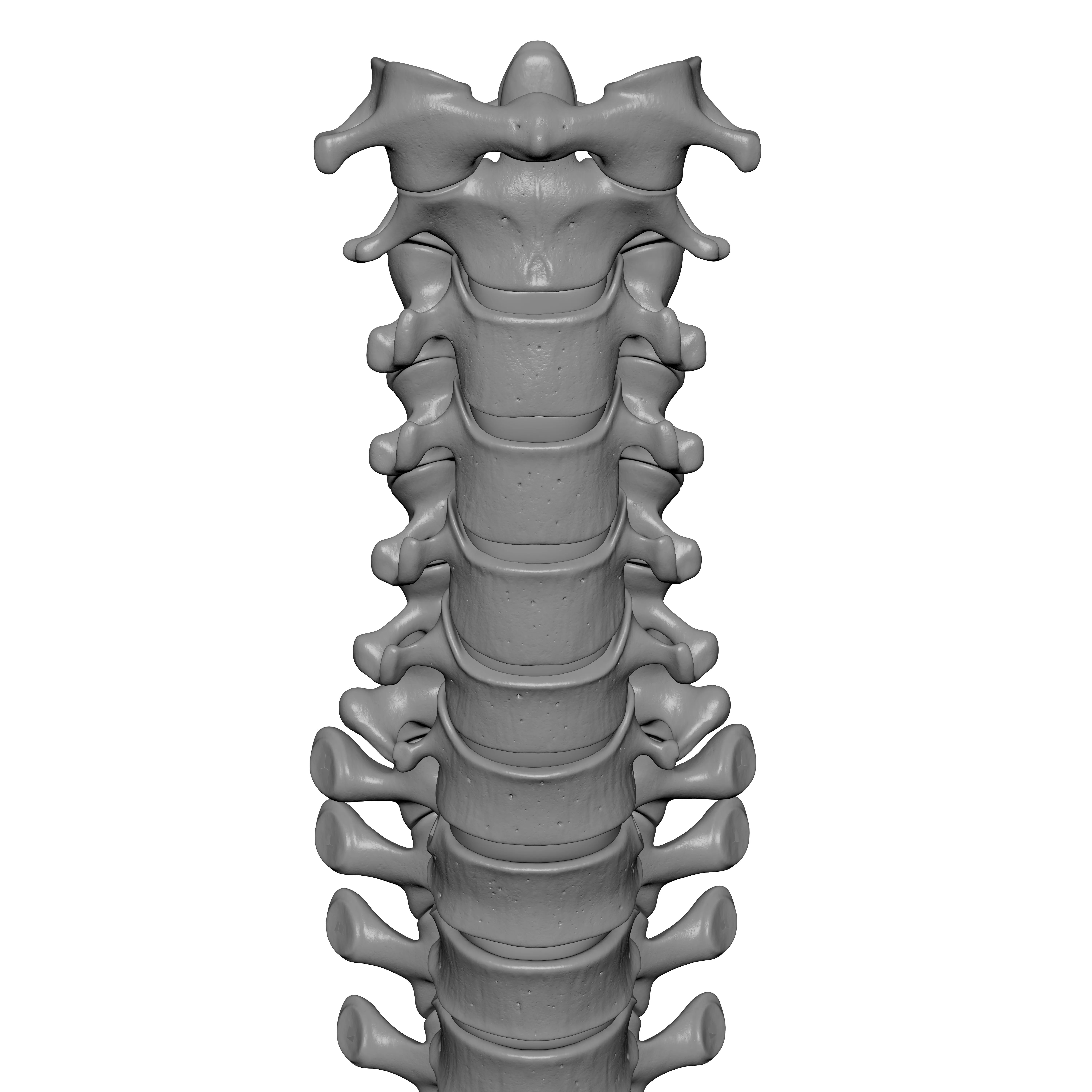 Human Spine - Vertebral Column 3D print model_15