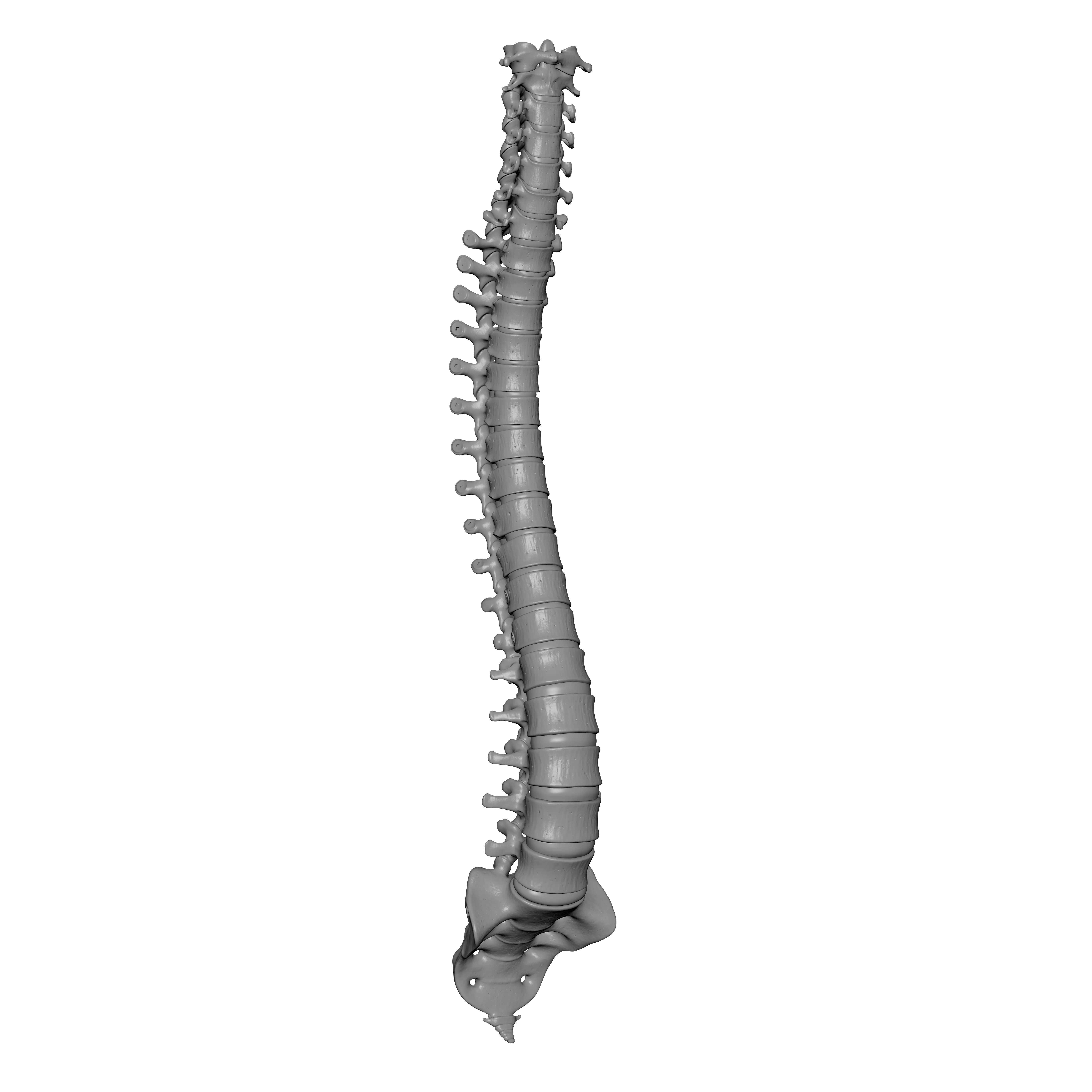 Human Spine - Vertebral Column 3D print model_3