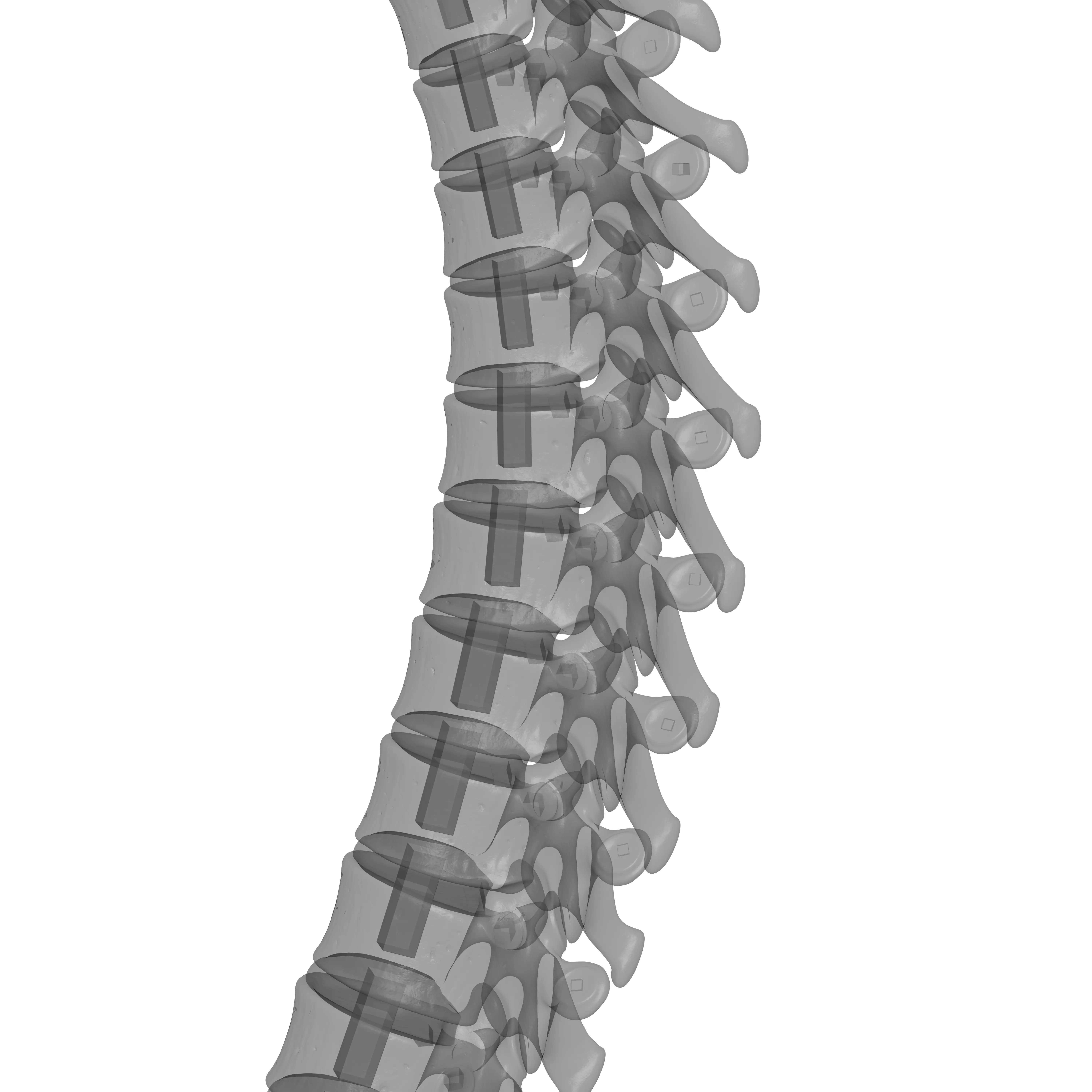 Human Spine - Vertebral Column 3D print model_24