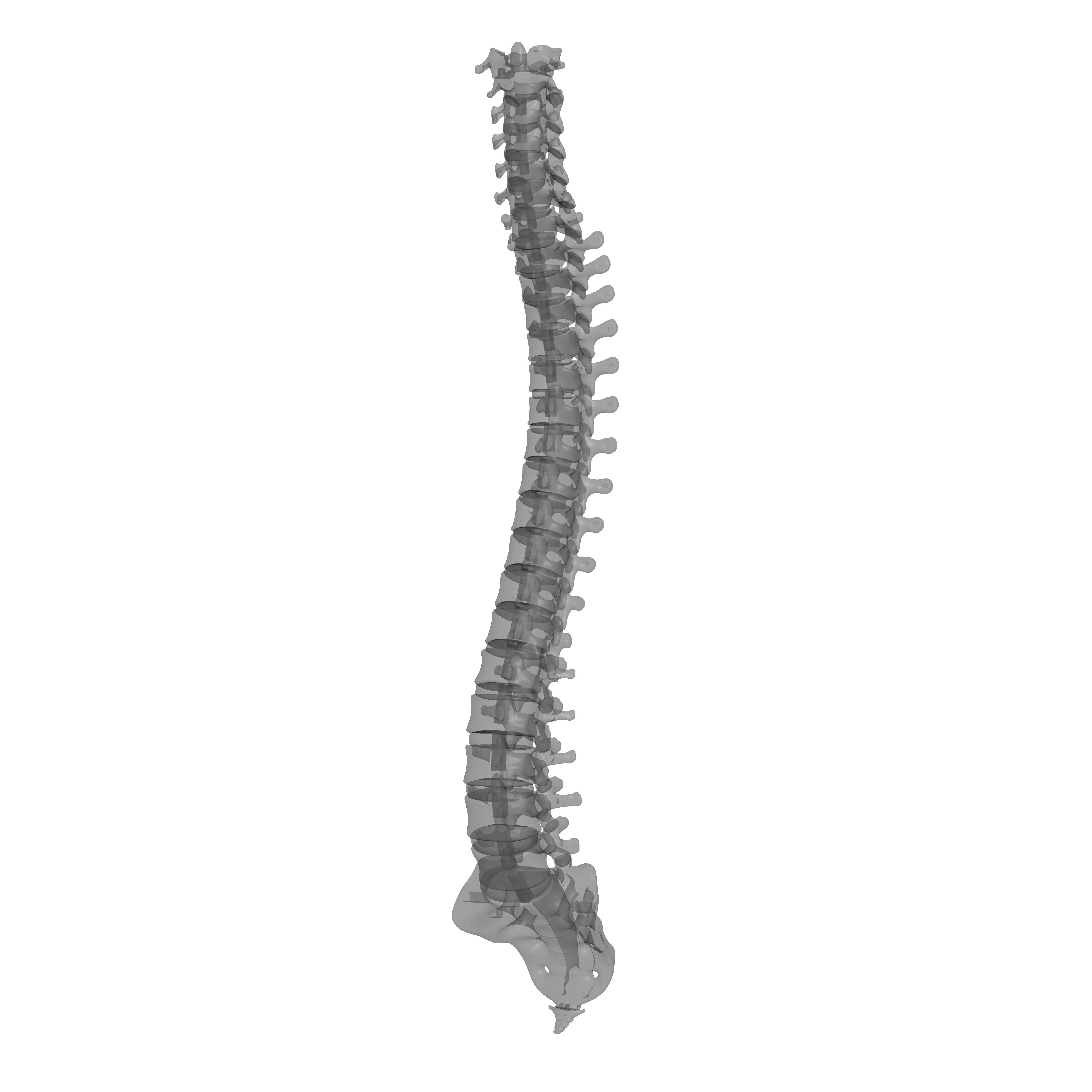 Human Spine - Vertebral Column 3D print model_19