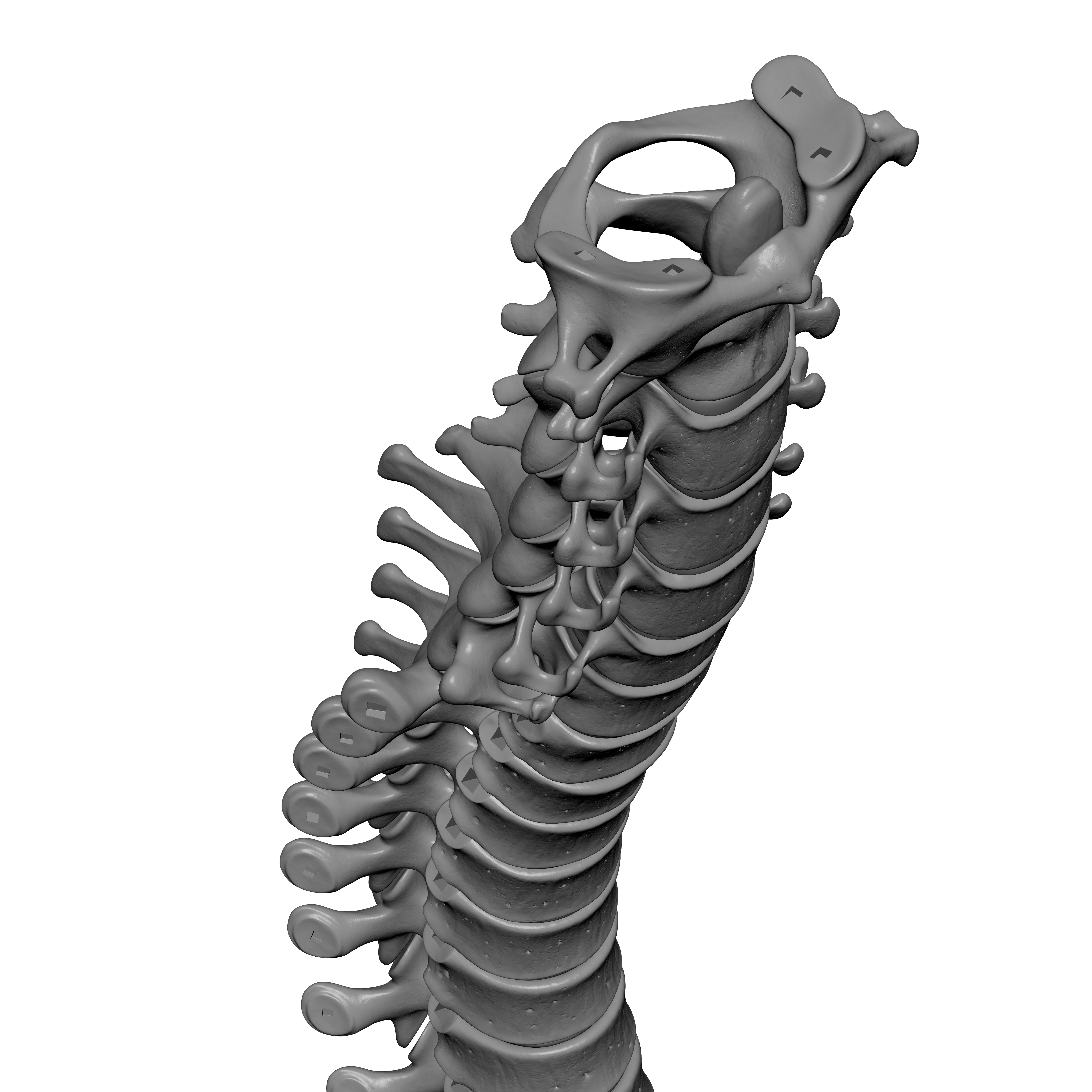 Human Spine - Vertebral Column 3D print model_13