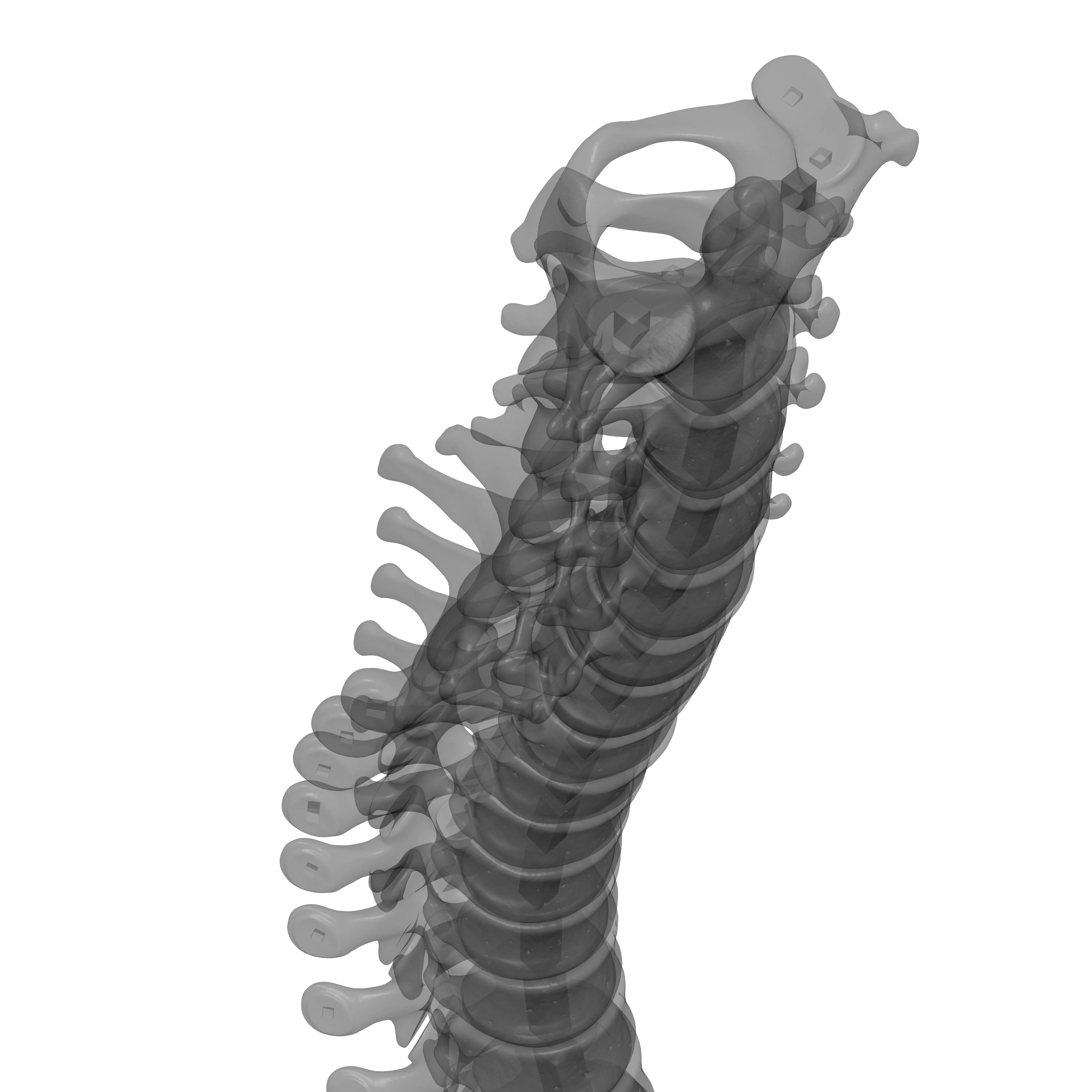 Human Spine - Vertebral Column 3D print model_28