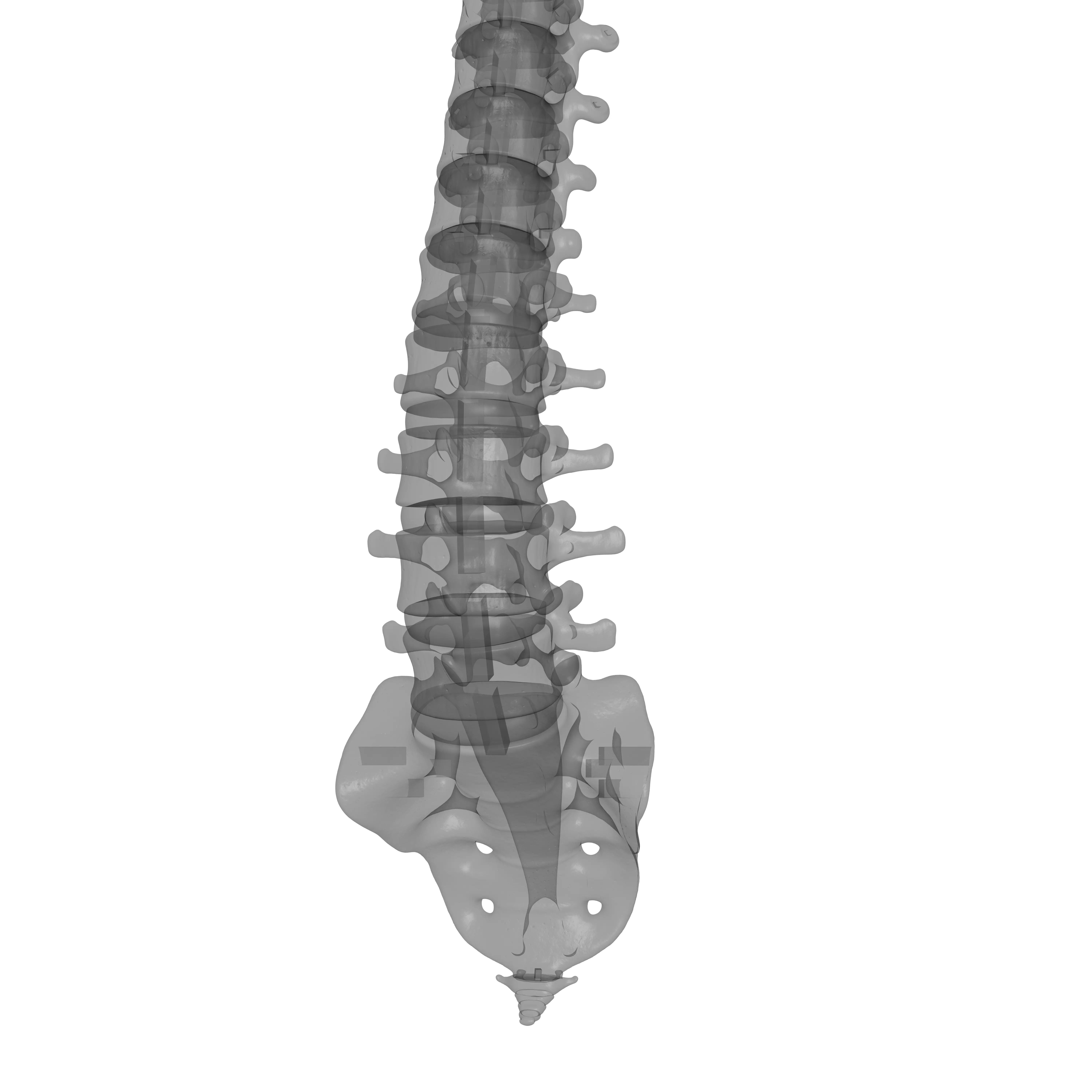 Human Spine - Vertebral Column 3D print model_27