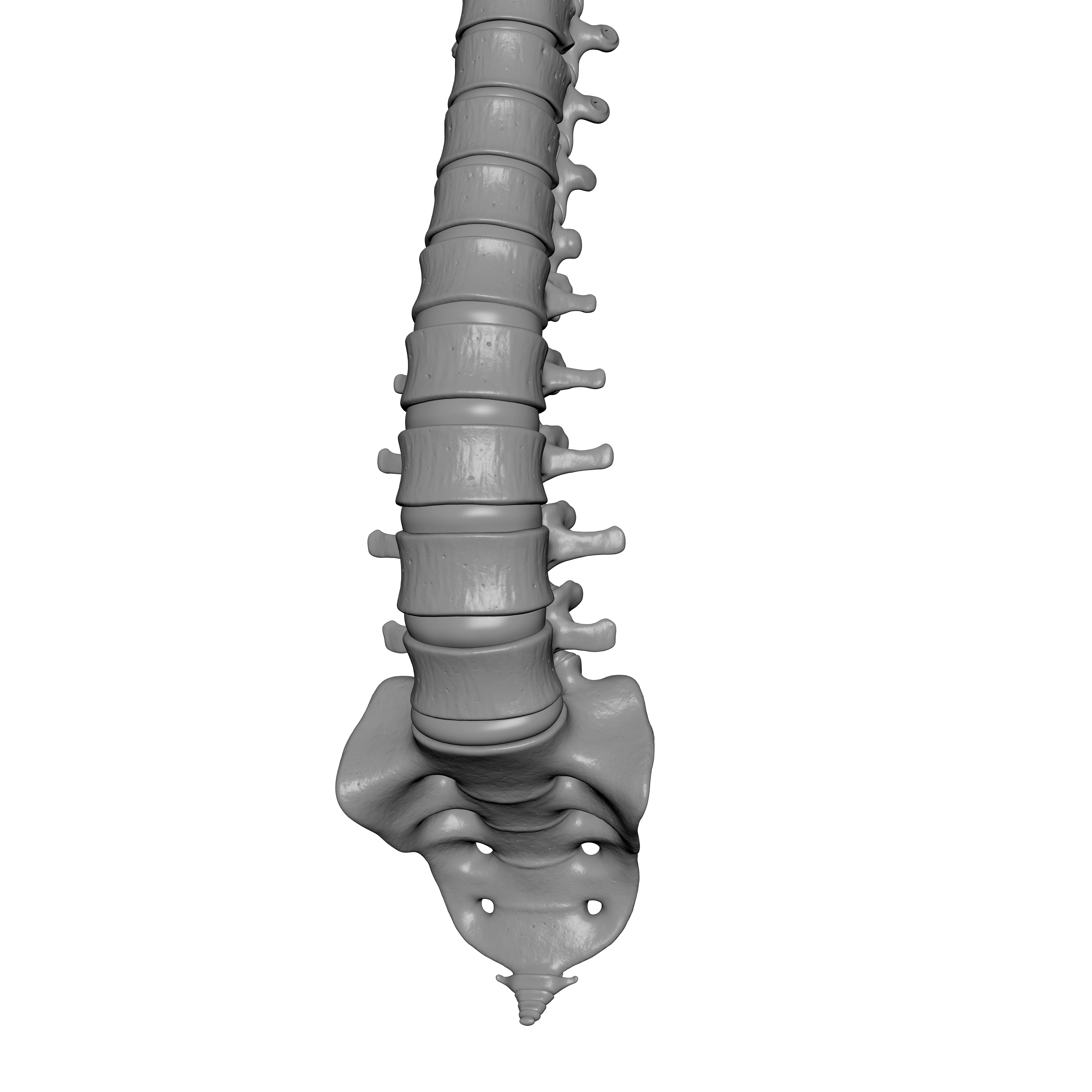 Human Spine - Vertebral Column 3D print model_12
