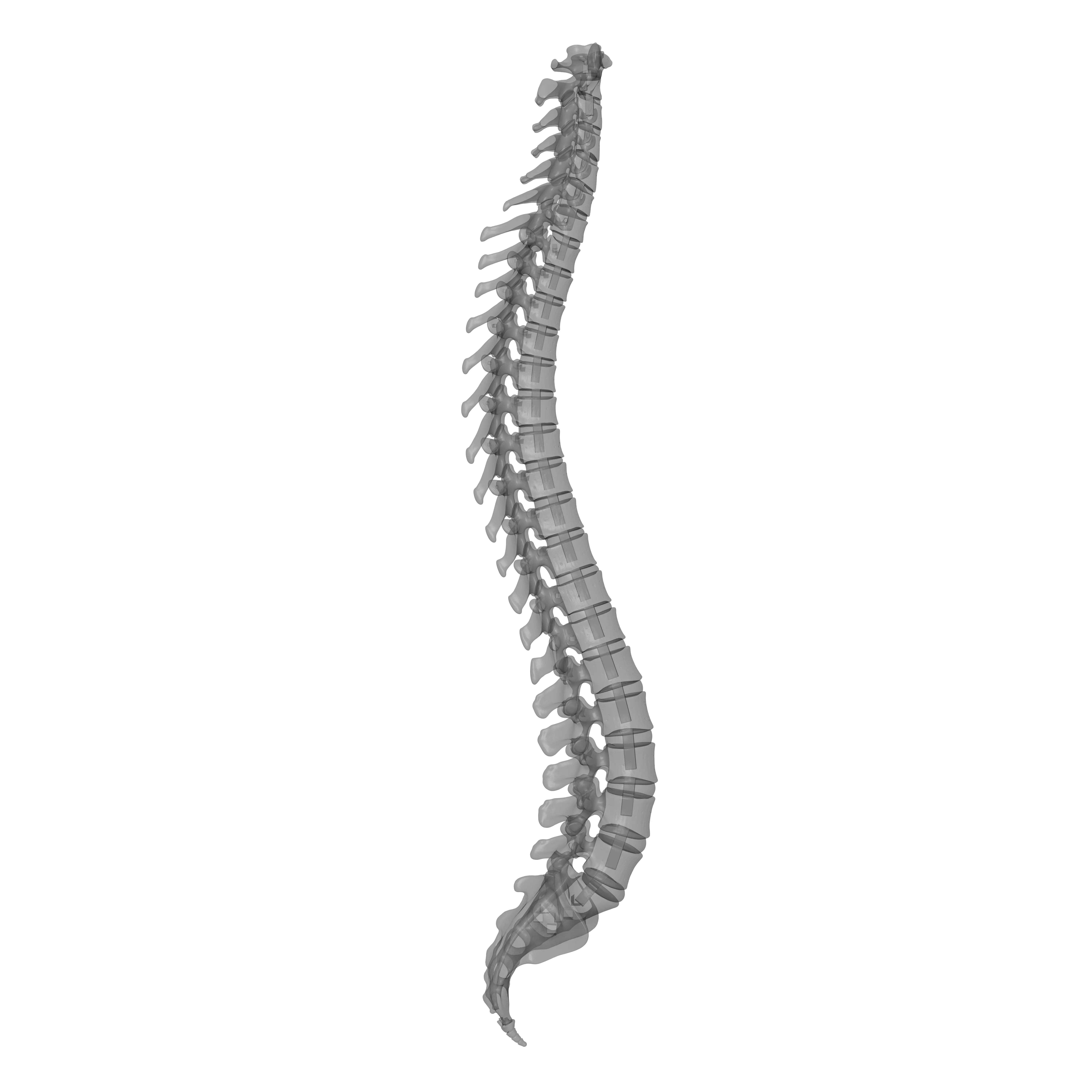 Human Spine - Vertebral Column 3D print model_17