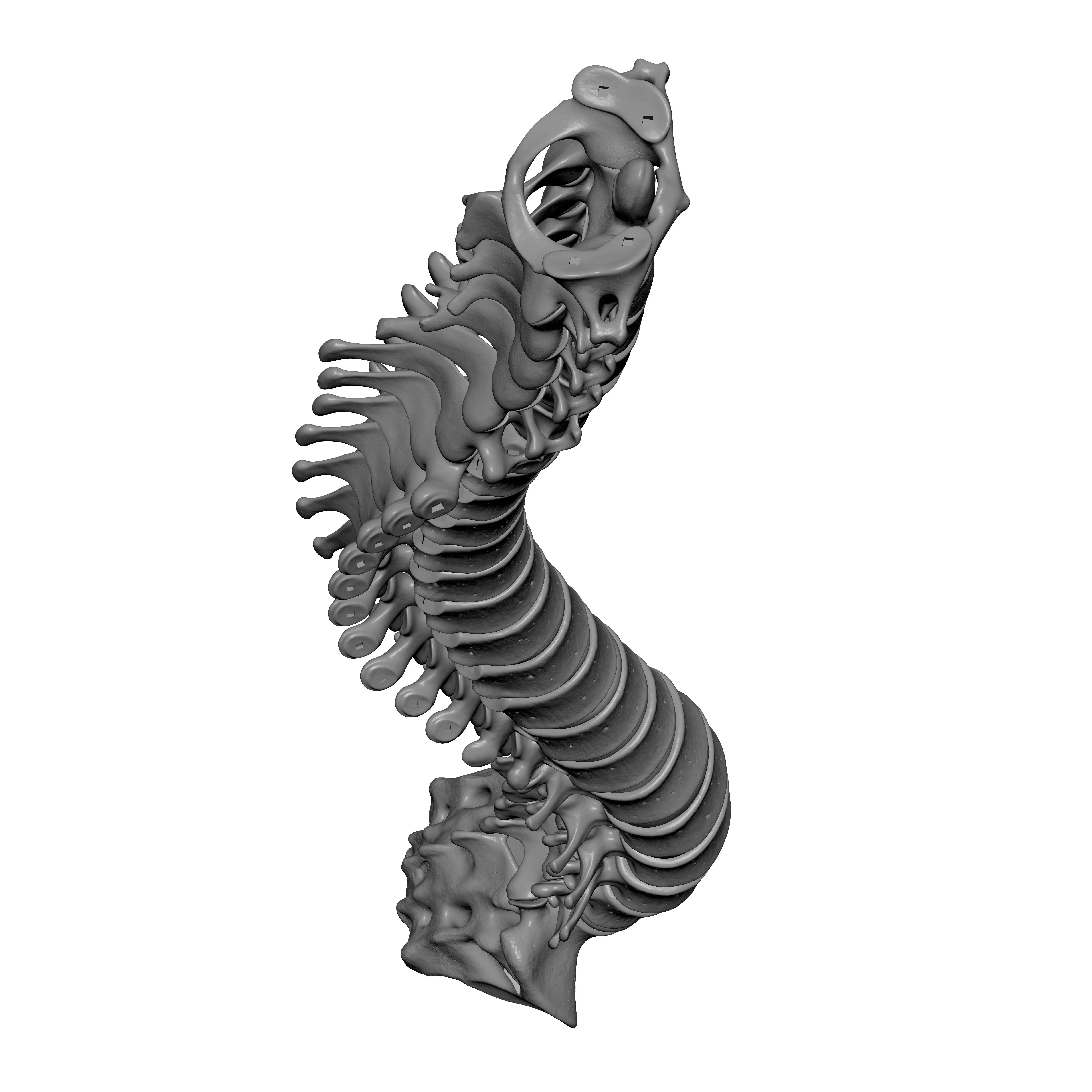 Human Spine - Vertebral Column 3D print model_8