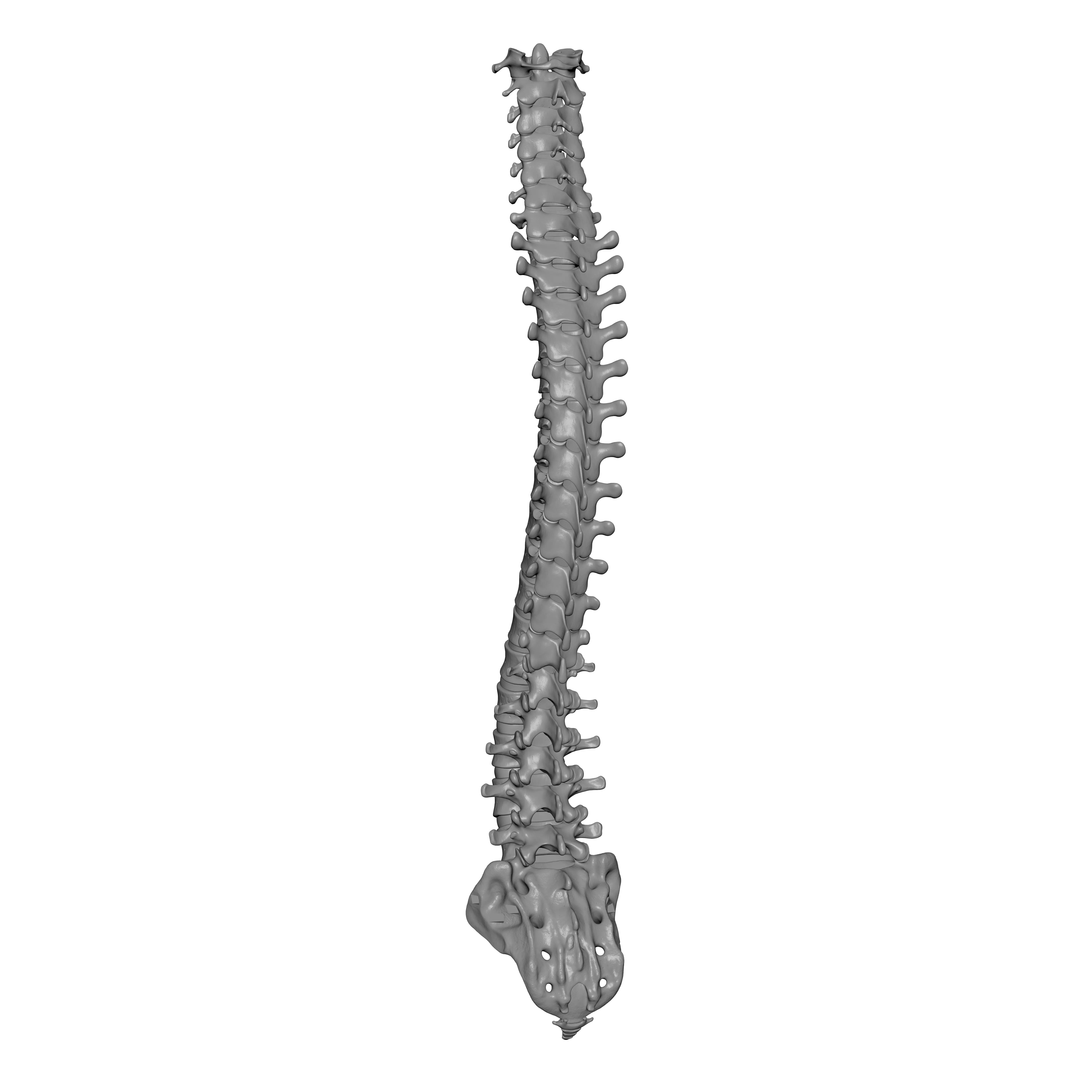 Human Spine - Vertebral Column 3D print model_6