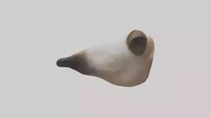 Dog Nose