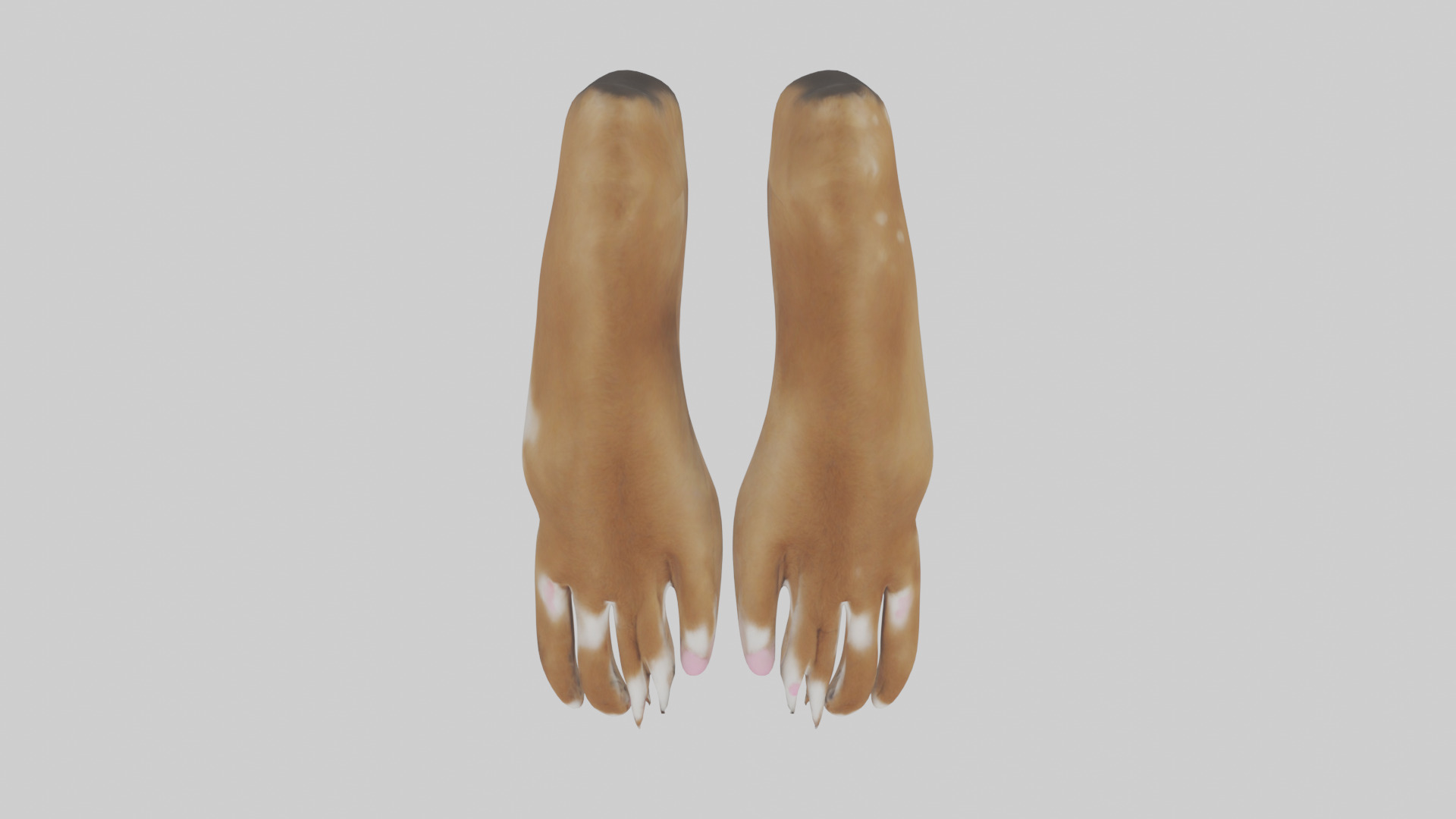 Dog Paws Low-poly 3D model_24