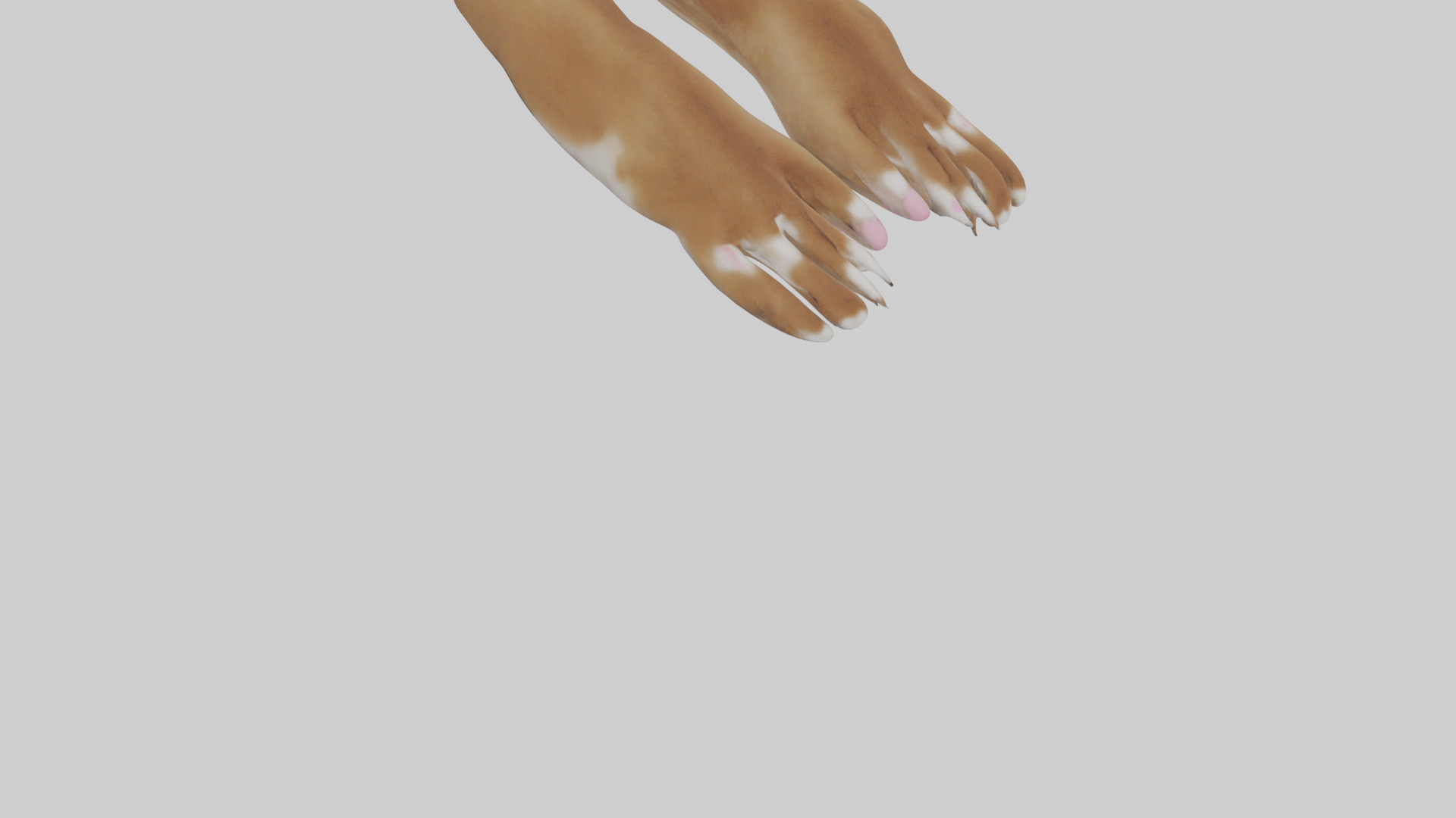 Dog Paws Low-poly 3D model_6