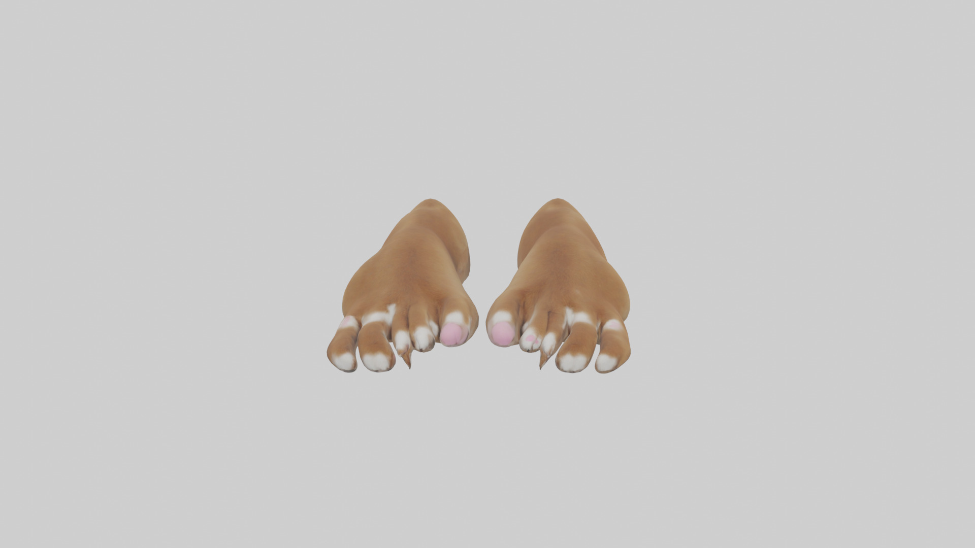 Dog Paws Low-poly 3D model_14