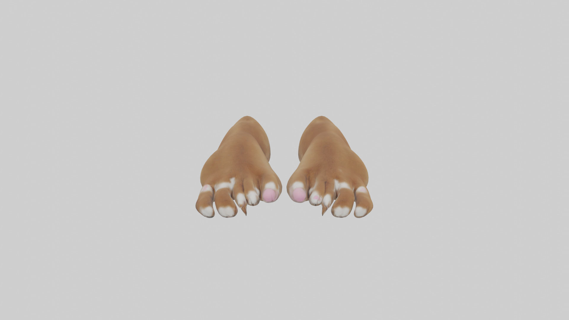 Dog Paws Low-poly 3D model_10
