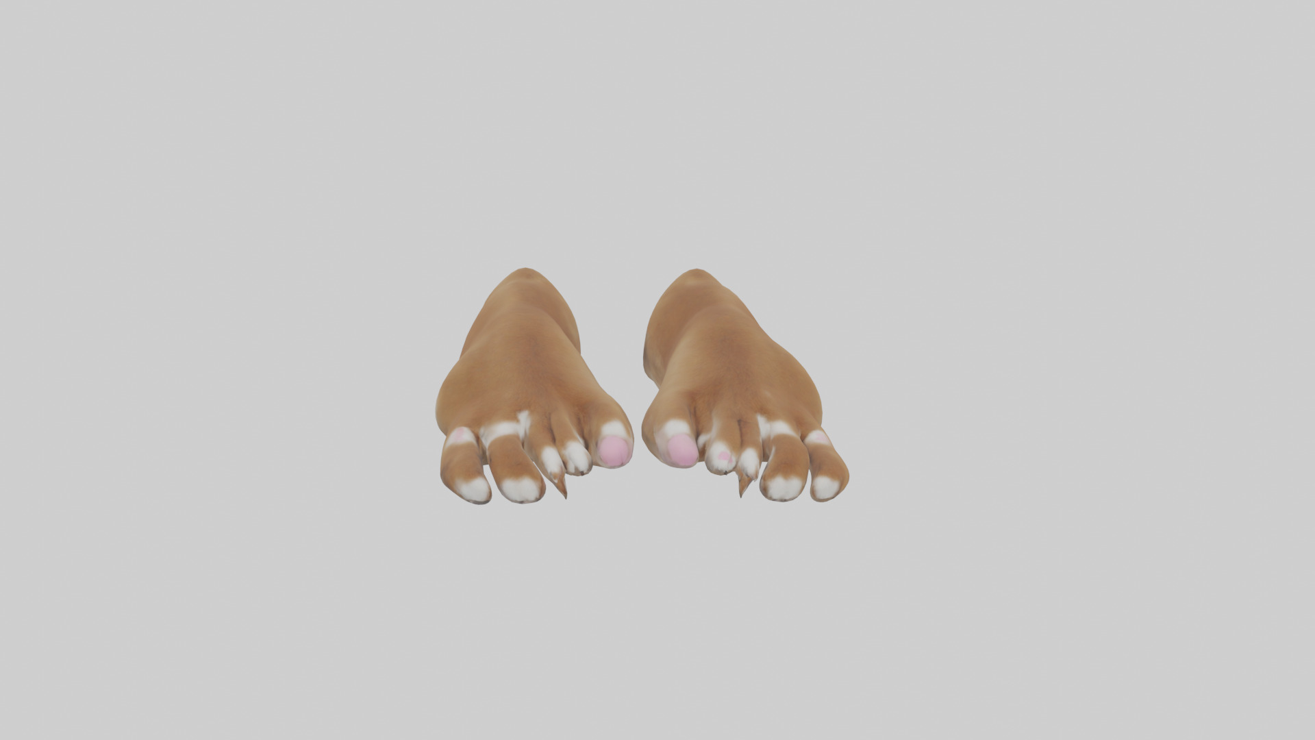 Dog Paws Low-poly 3D model_17