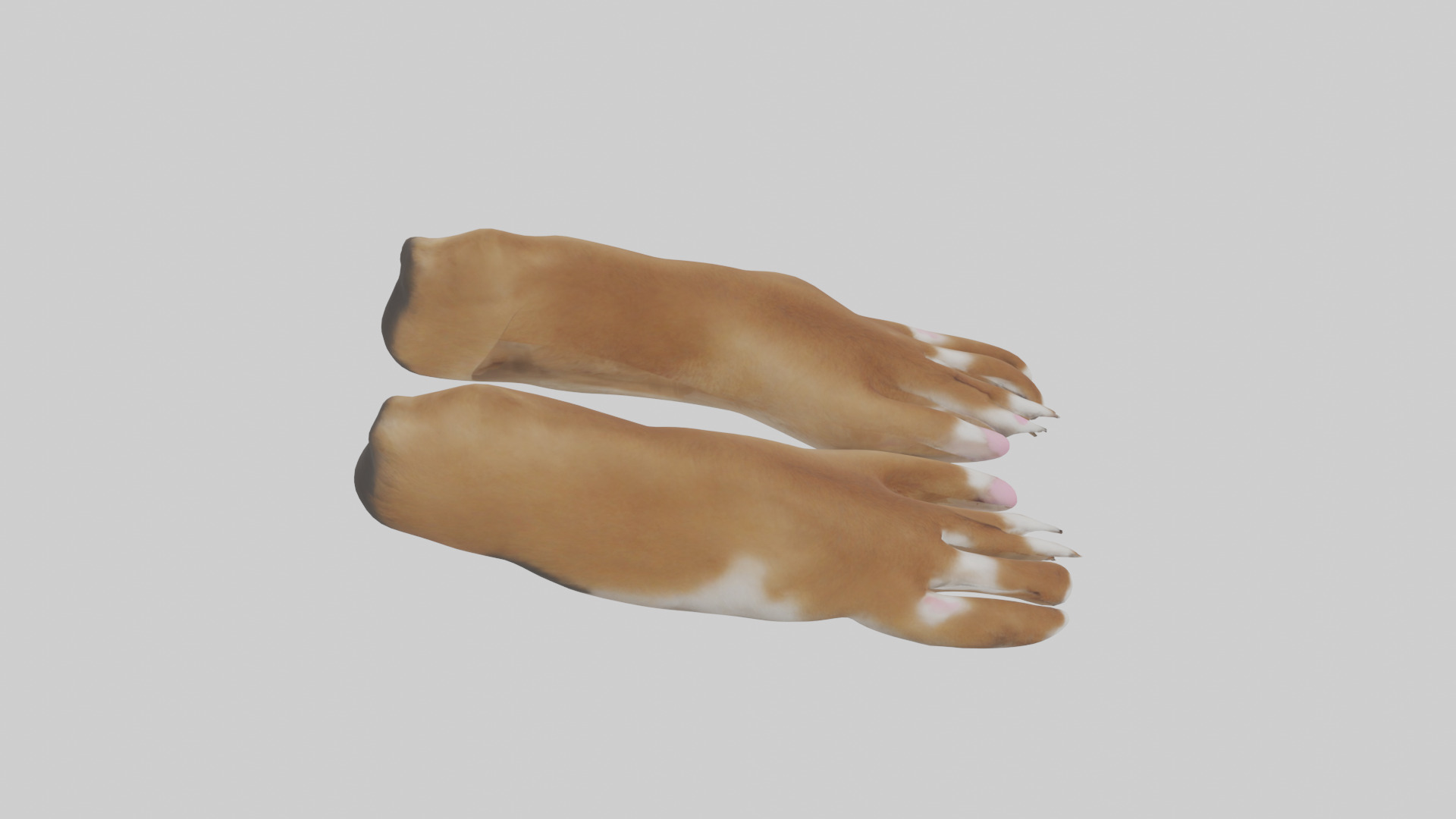 Dog Paws Low-poly 3D model_28