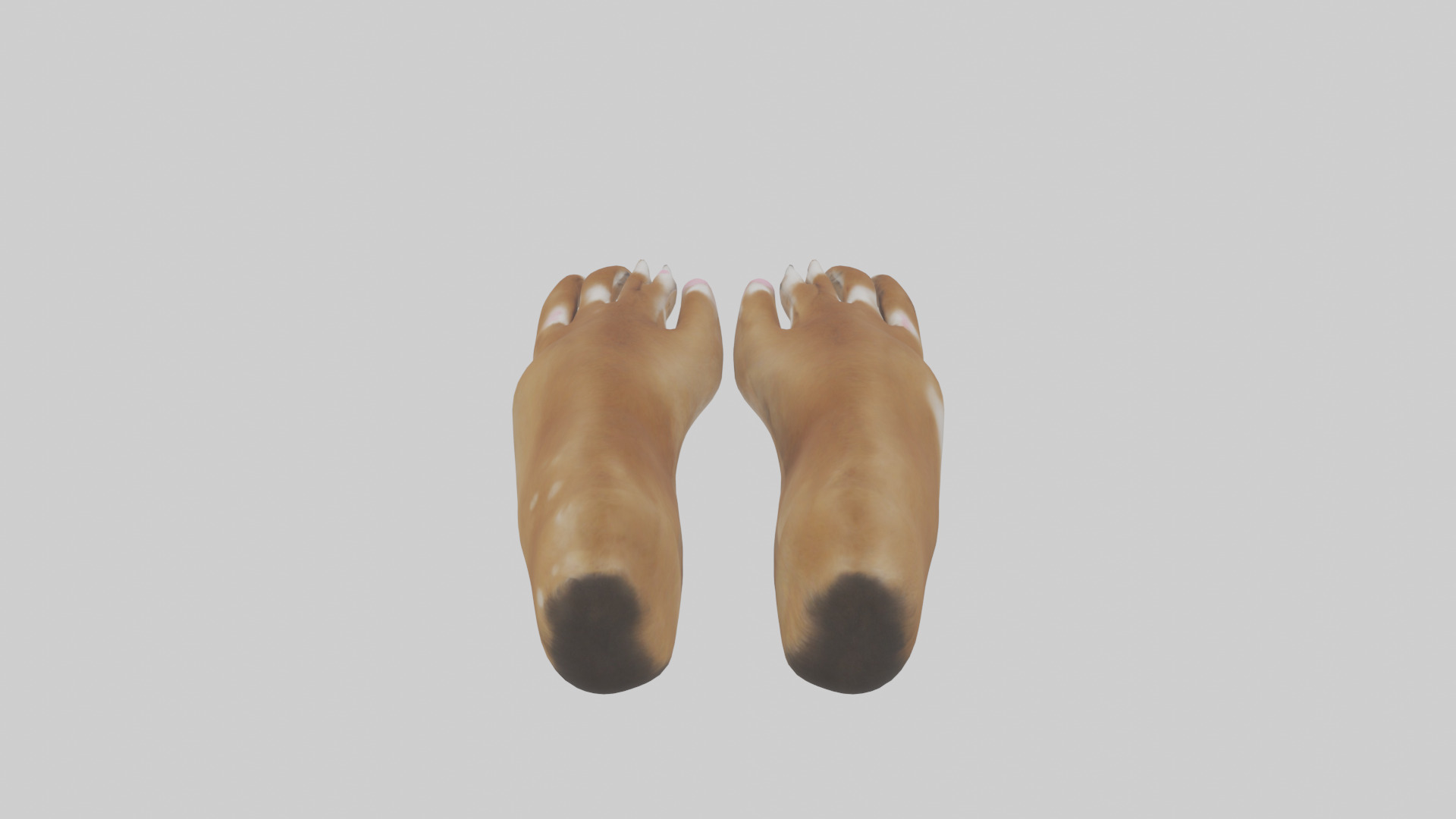 Dog Paws Low-poly 3D model_25