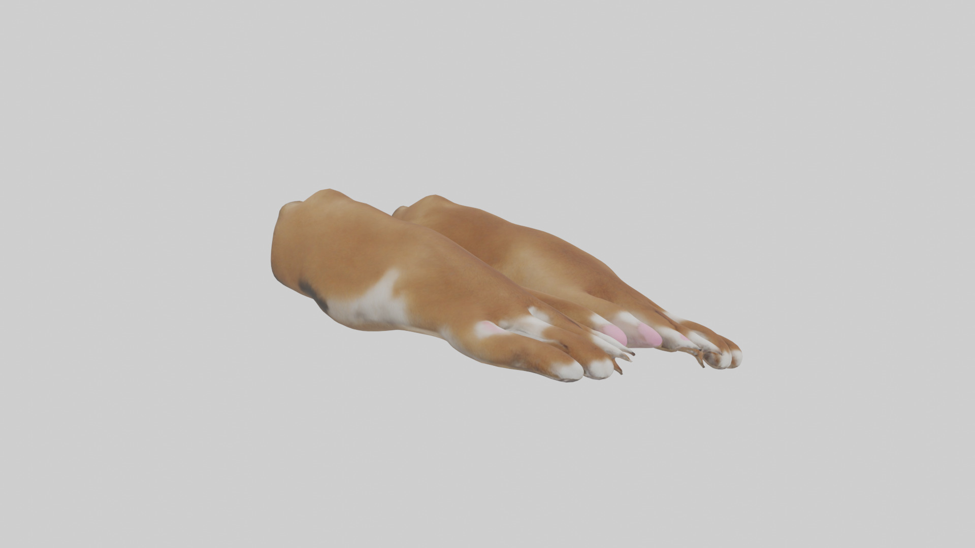 Dog Paws Low-poly 3D model_16