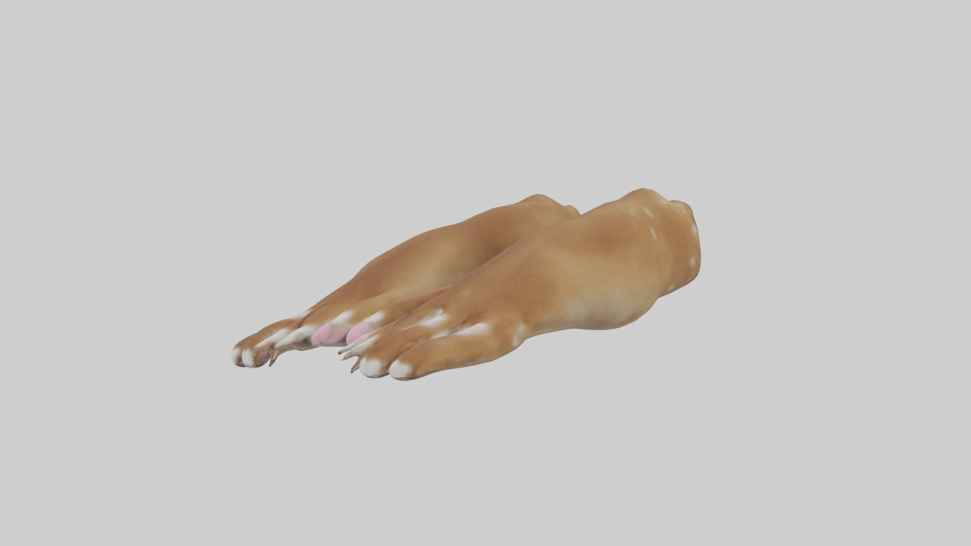Dog Paws Low-poly 3D model_8