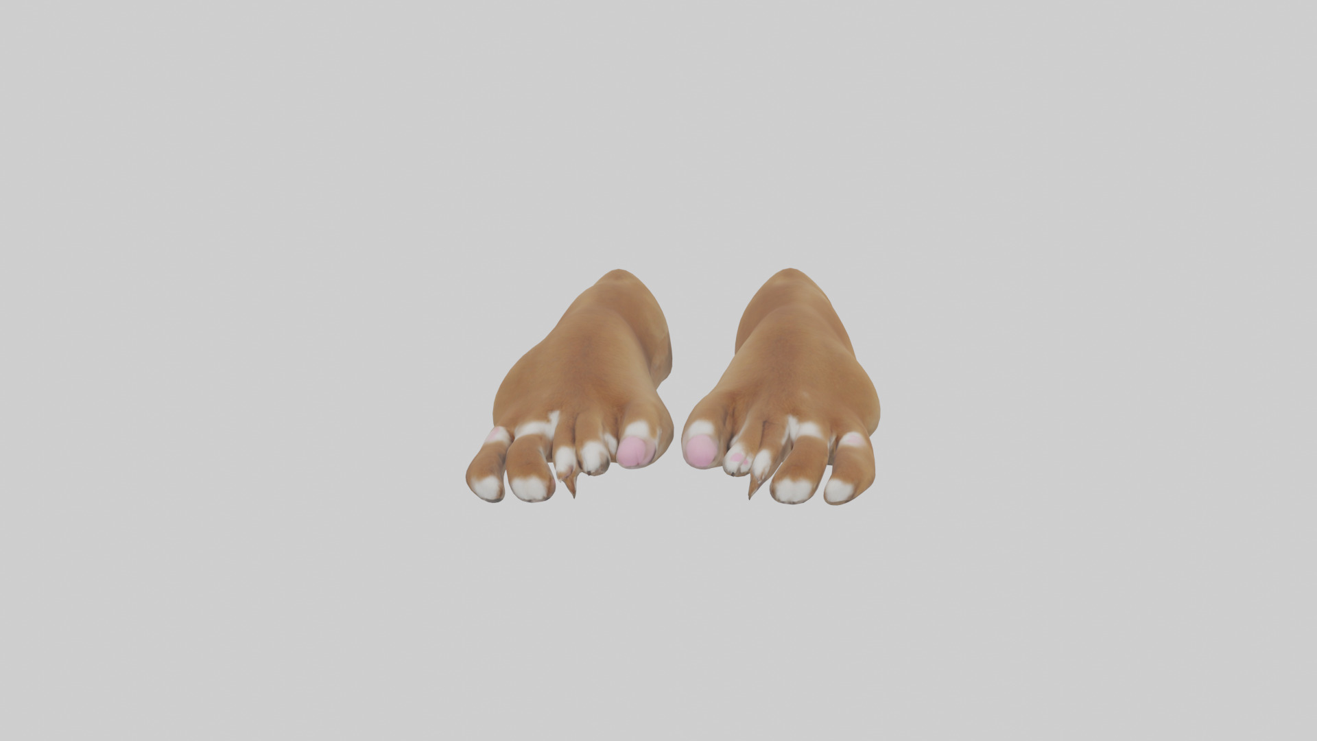 Dog Paws Low-poly 3D model_12
