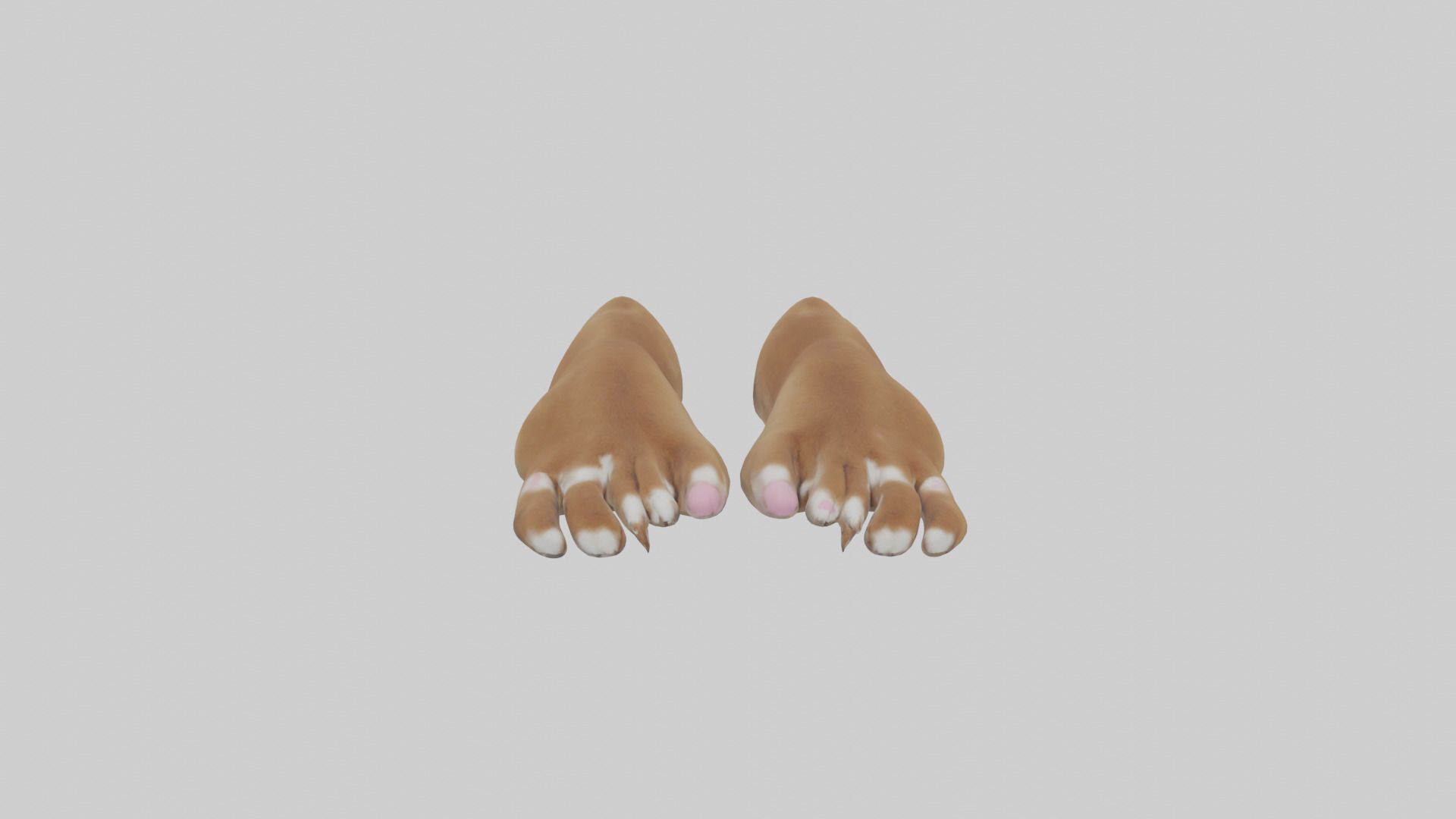 Dog Paws Low-poly 3D model_19