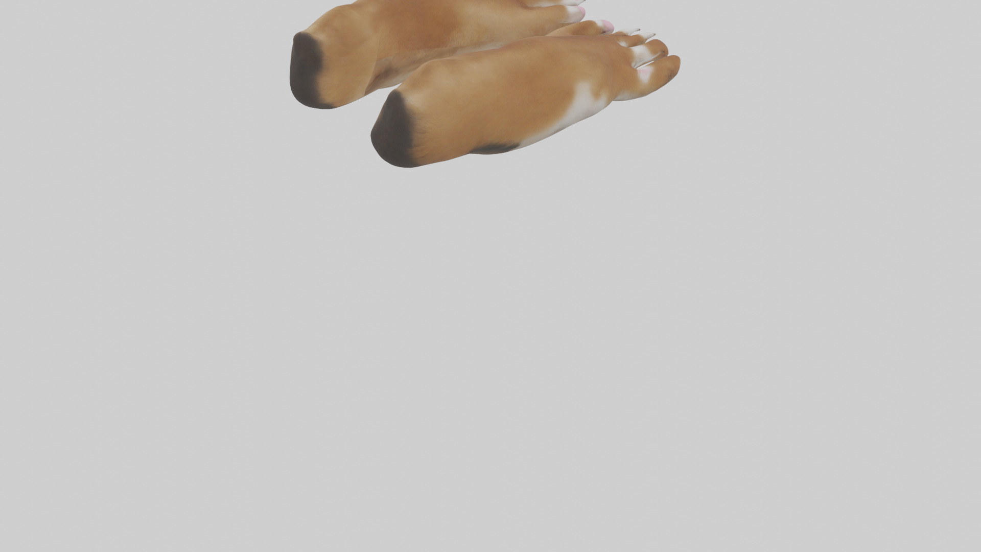 Dog Paws Low-poly 3D model_4