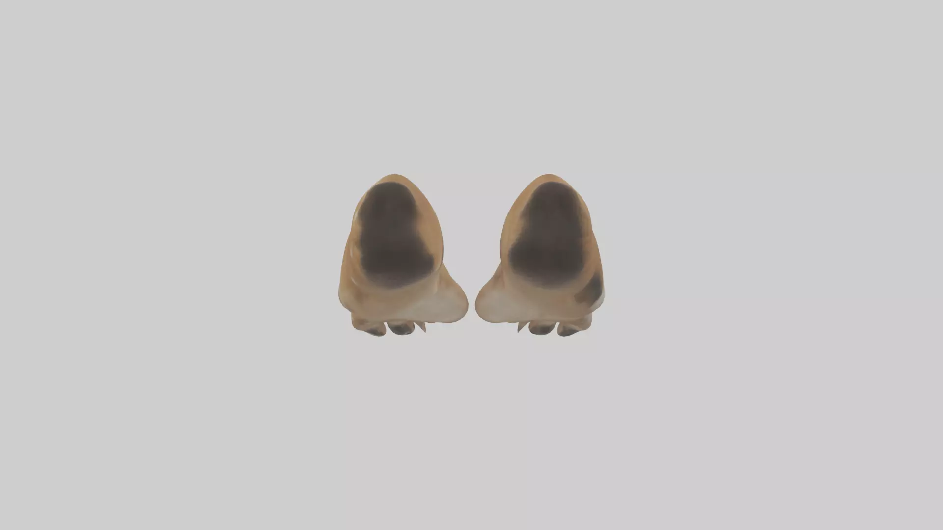 Dog Paws Low-poly 3D model_0