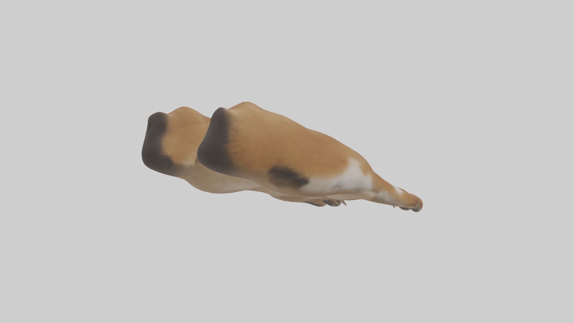 Dog Paws Low-poly 3D model_2