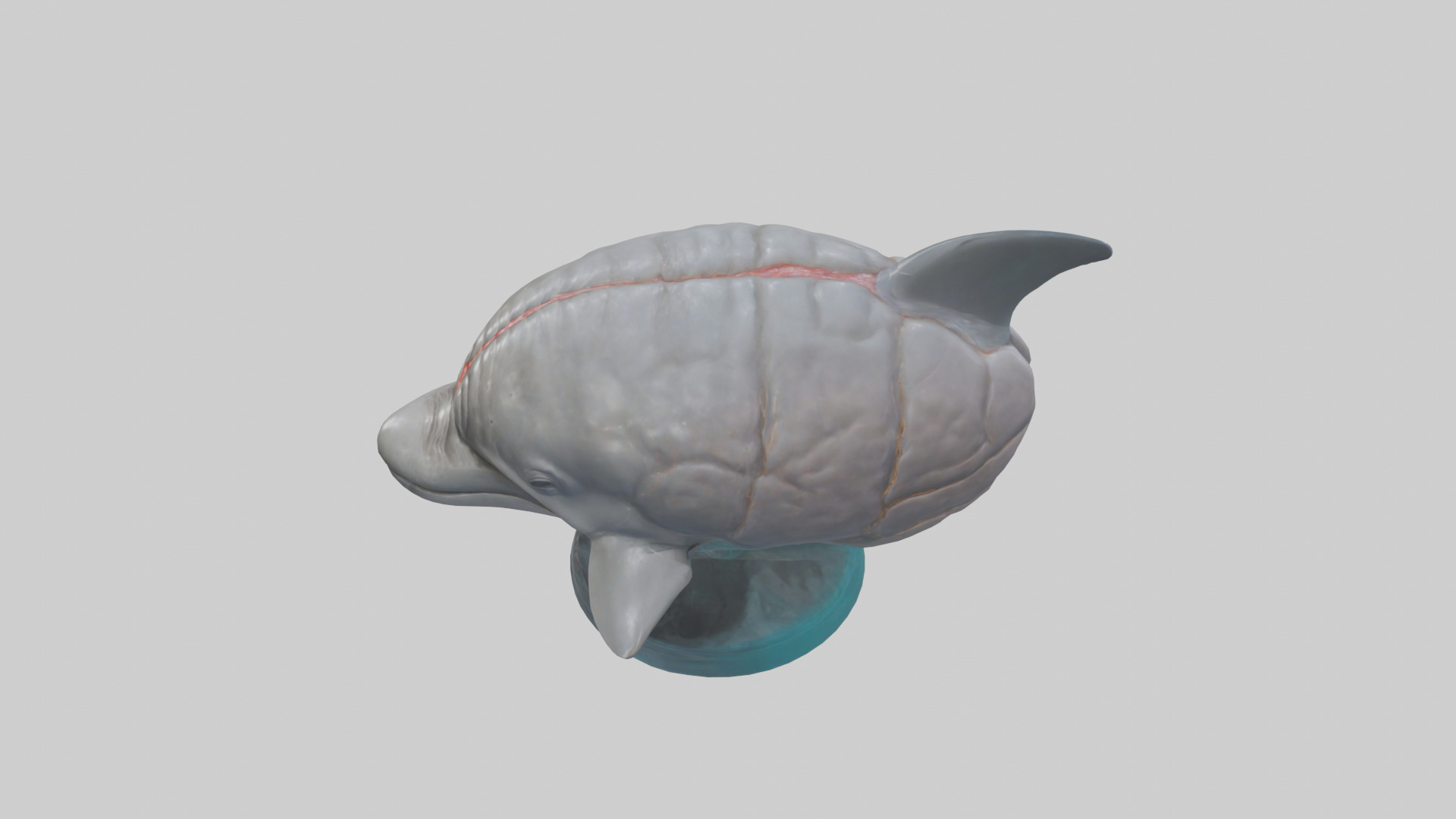 Dolphin Brain Low-poly 3D model_27