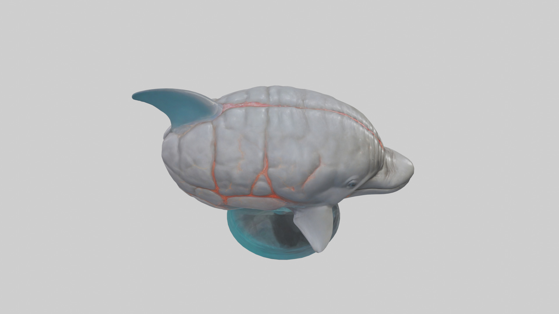 Dolphin Brain Low-poly 3D model_28