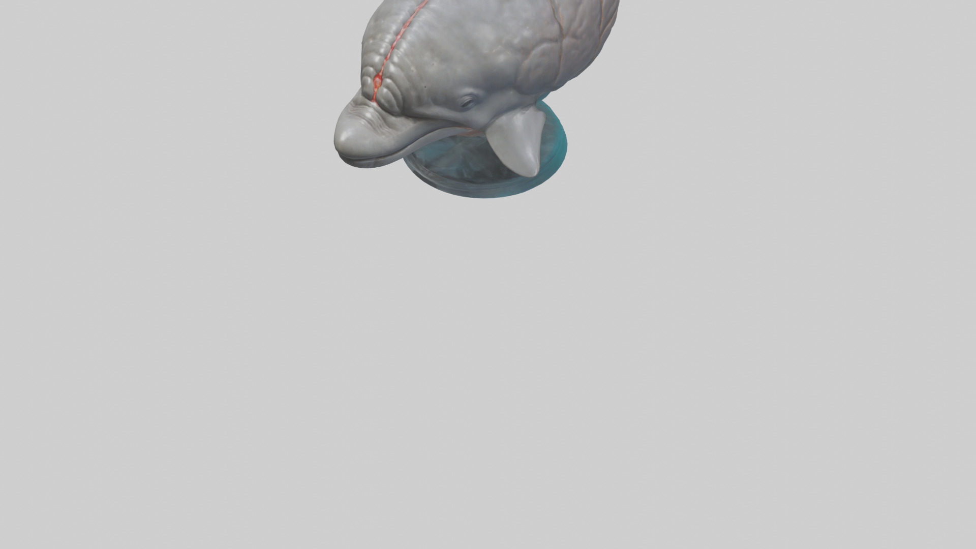 Dolphin Brain Low-poly 3D model_6