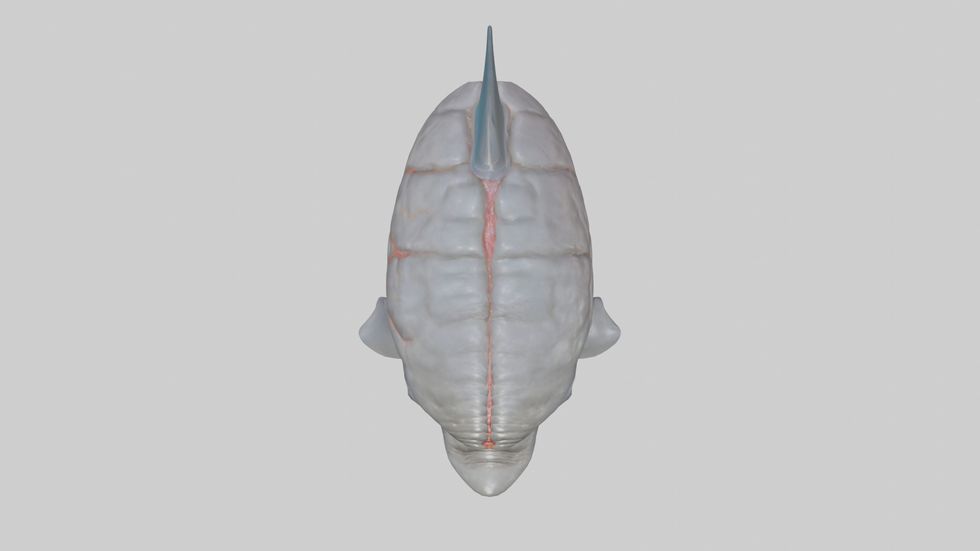 Dolphin Brain Low-poly 3D model_24