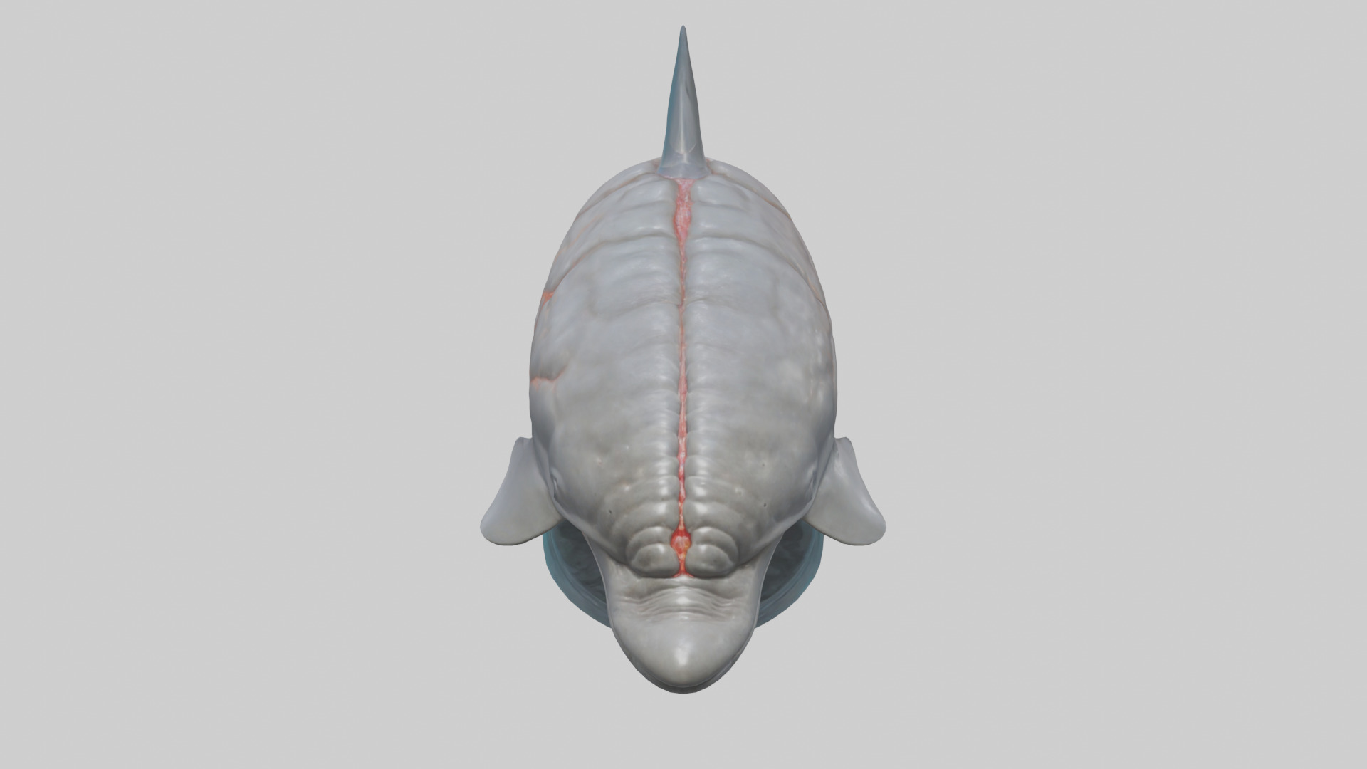 Dolphin Brain Low-poly 3D model_26
