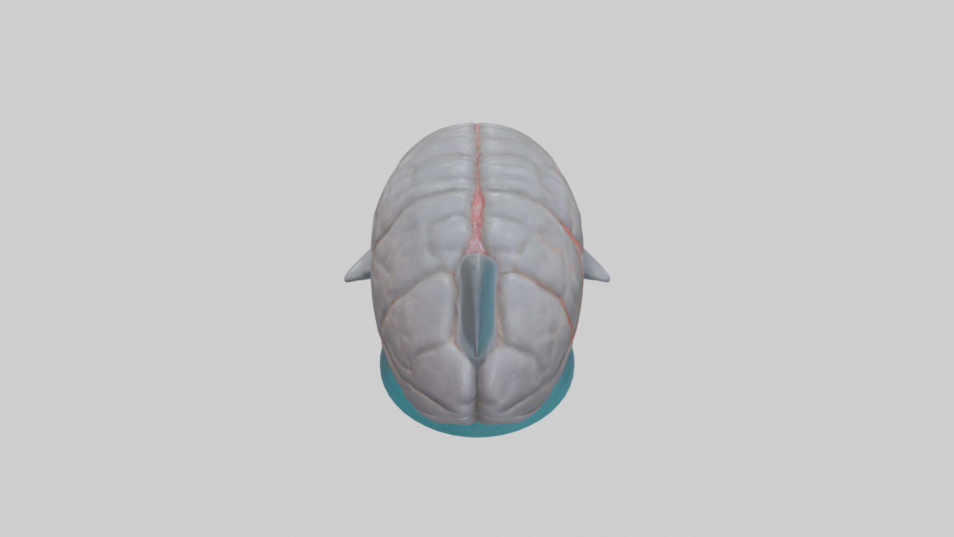 Dolphin Brain Low-poly 3D model_25
