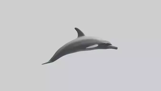 Dolphin Dorsal Fin Model