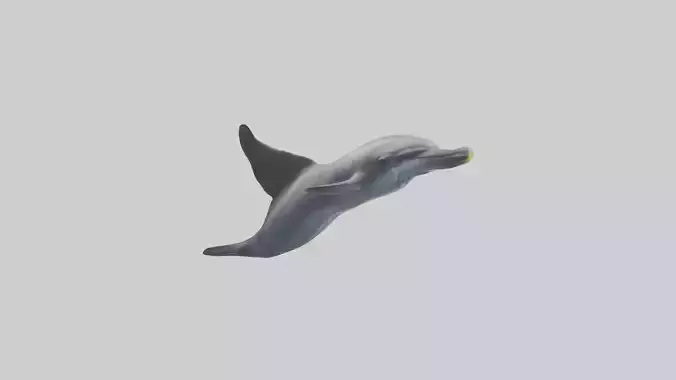 Dolphin Fluke Low-poly 3D model